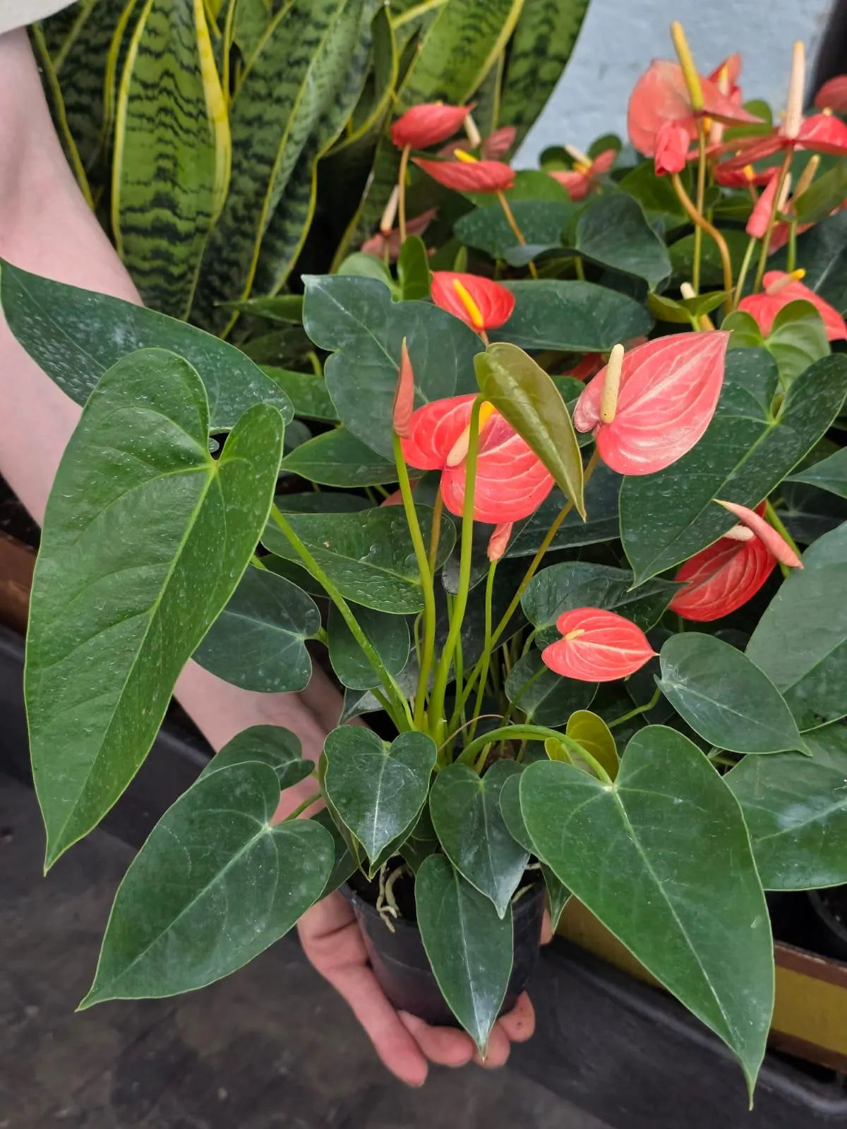 Anthurium Livium Plant in 4” Nursery Pot - Flowering Indoor Anthurium - Red Heart Plant - Tropical Houseplant - Gift for Her