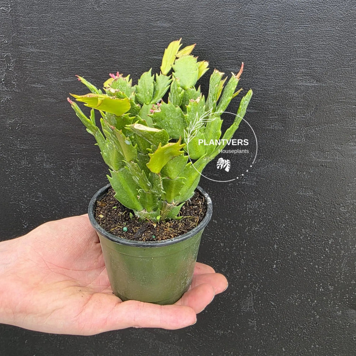 Thanksgiving Cactus in 4" Pot – Live Blooming Cactus | Indoor Flowering Succulent | Easy Care Plant | Gifts for Mom