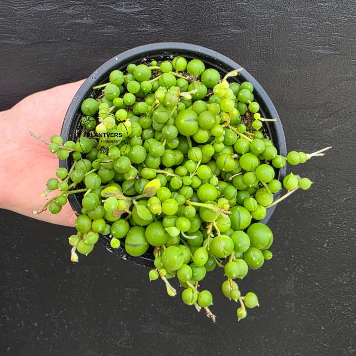 String of Pearls in 4” Grow Pot - Lush Trailing Succulent - Rowleyanus String of Pearls | Elegant Indoor Jungle Decor - Live Plant