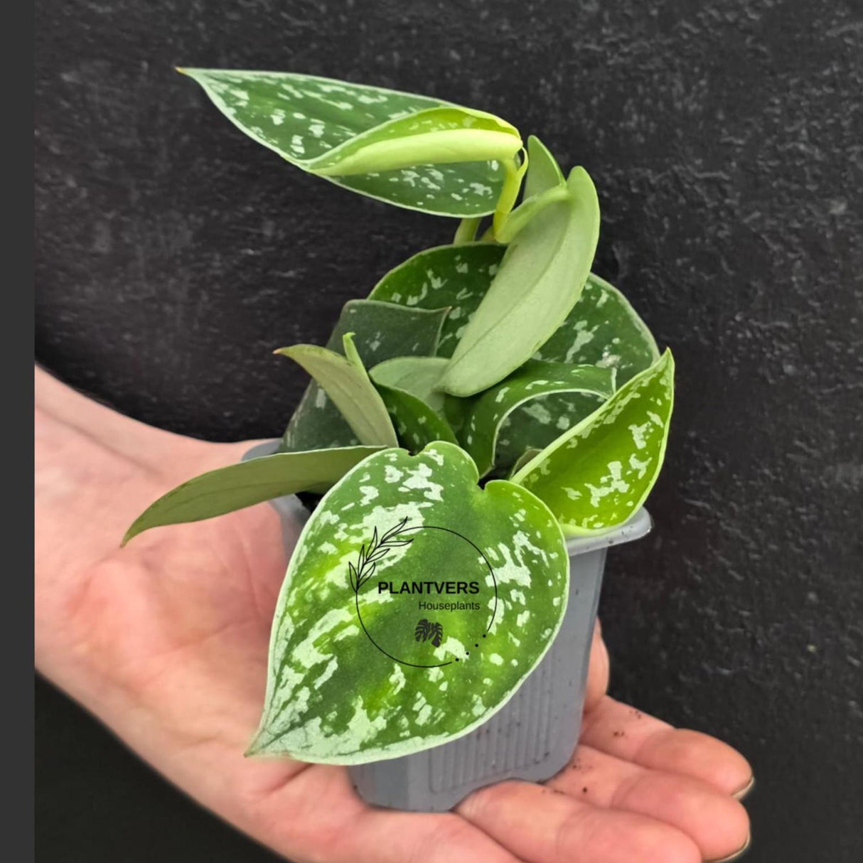 Scindapsus Silver Pothos in 2" Nursery Pot - Satin Pothos - Silver Splash vining Plant - Indoor Trailing Plant - Easy Care Live Houseplant
