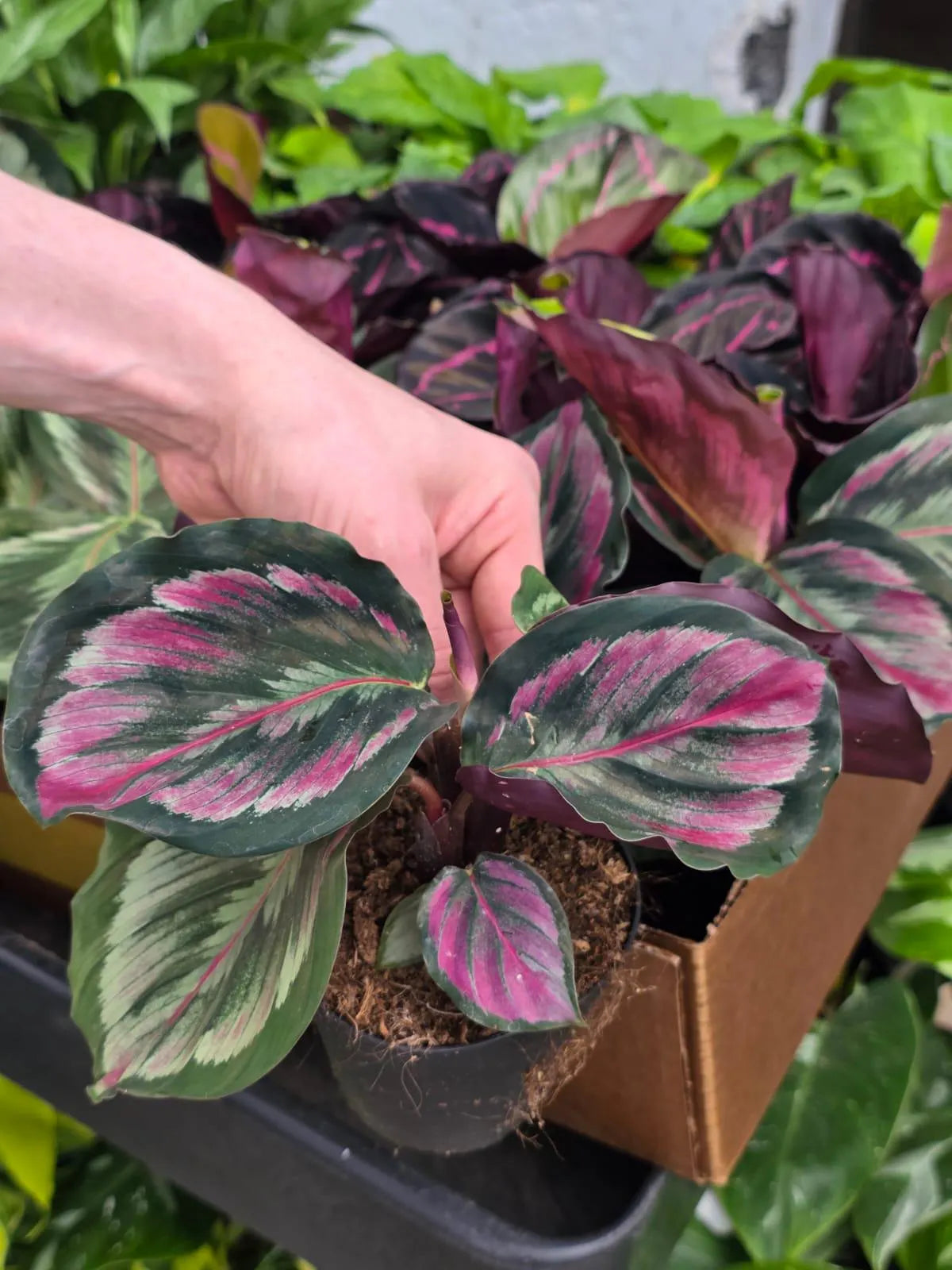 Assorted Calathea Plants Case of 30 in 4β Pots - Prayer Plants Variety Pack - Indoor Tropical Houseplants - Rare Calathea Mix Bundle