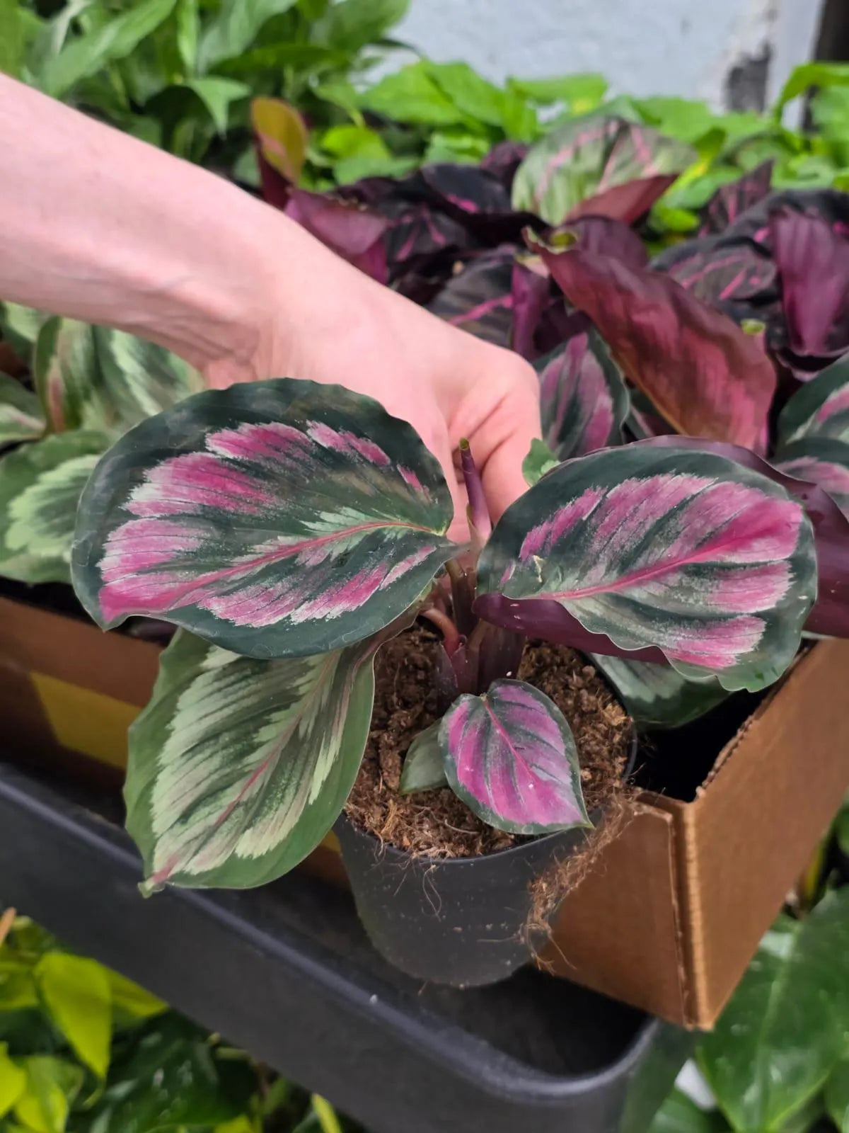 Assorted Calathea Plants Case of 30 in 4β Pots - Prayer Plants Variety Pack - Indoor Tropical Houseplants - Rare Calathea Mix Bundle