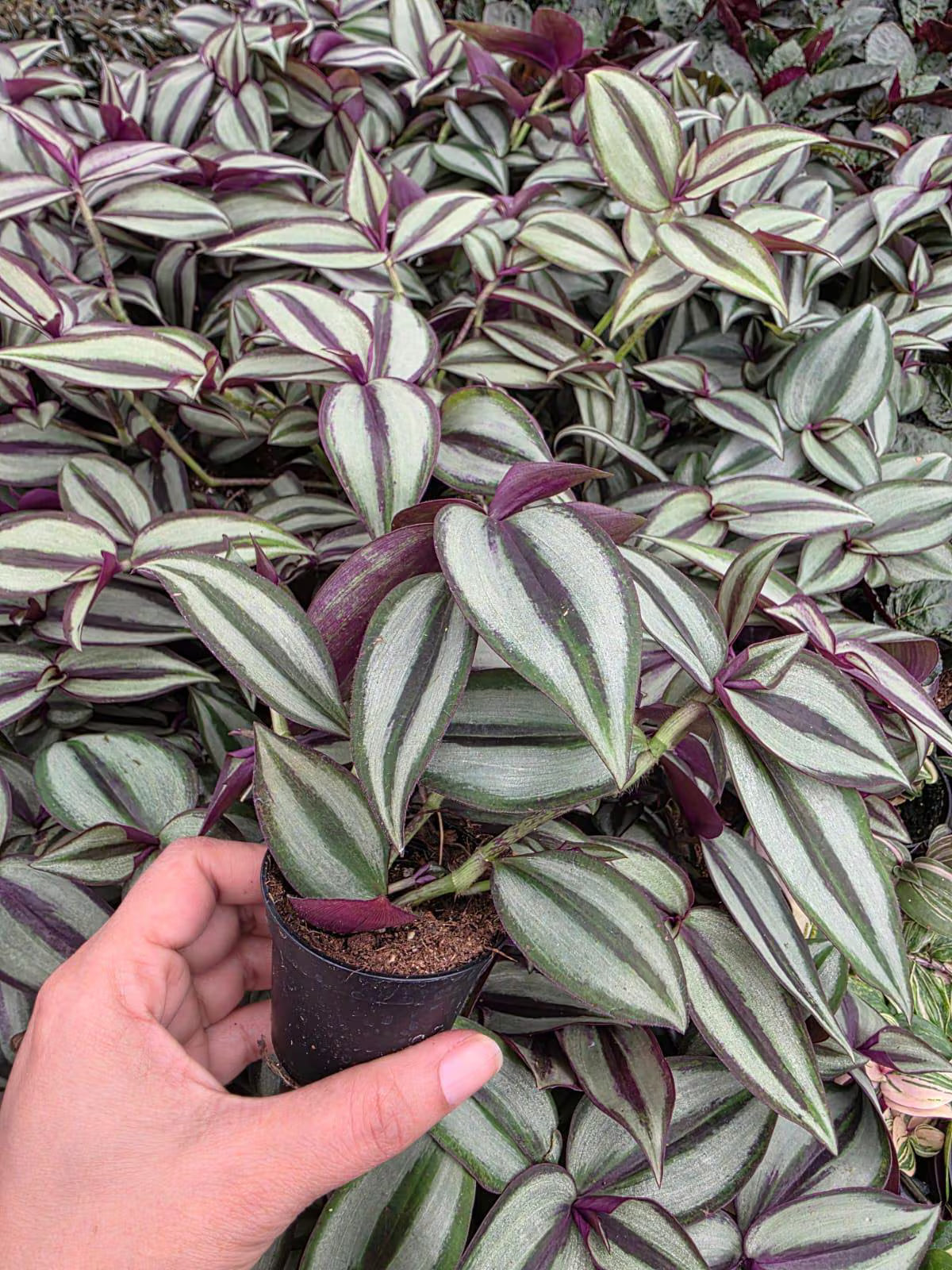 Tradescantia Zebrina