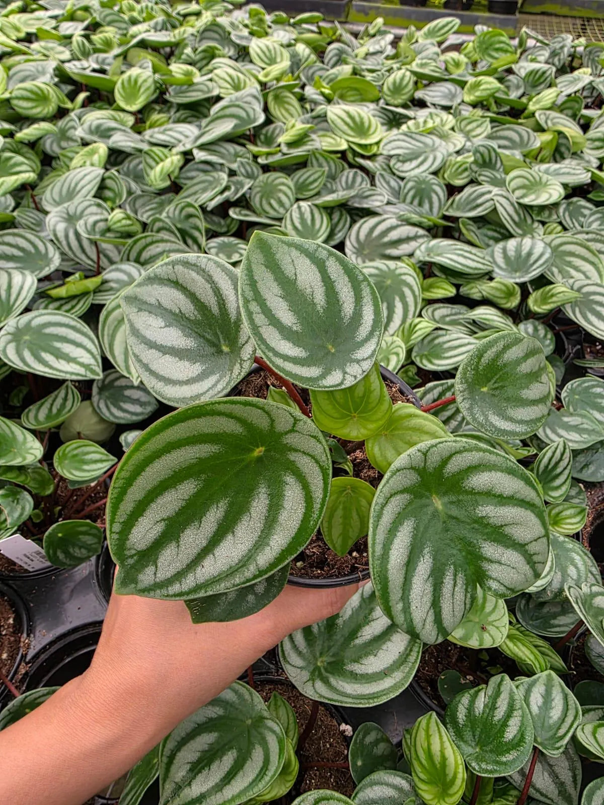 Rare Indoor Plant