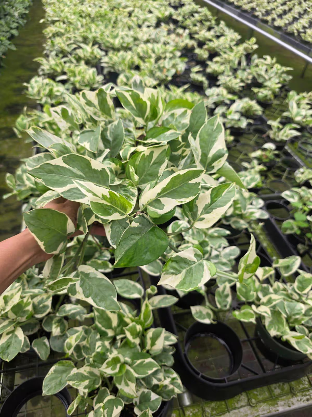 Pothos