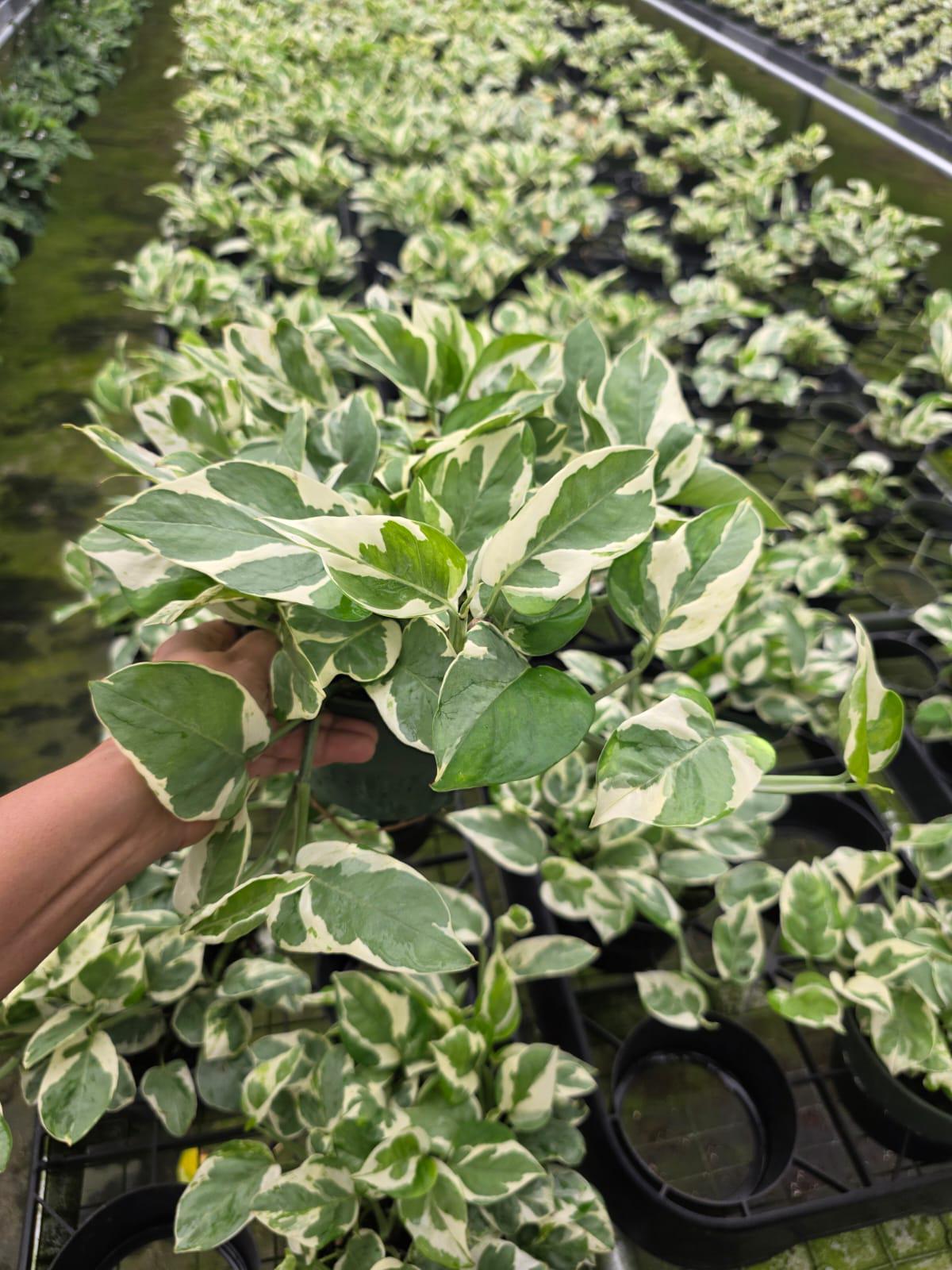 Variegated Pothos Plant