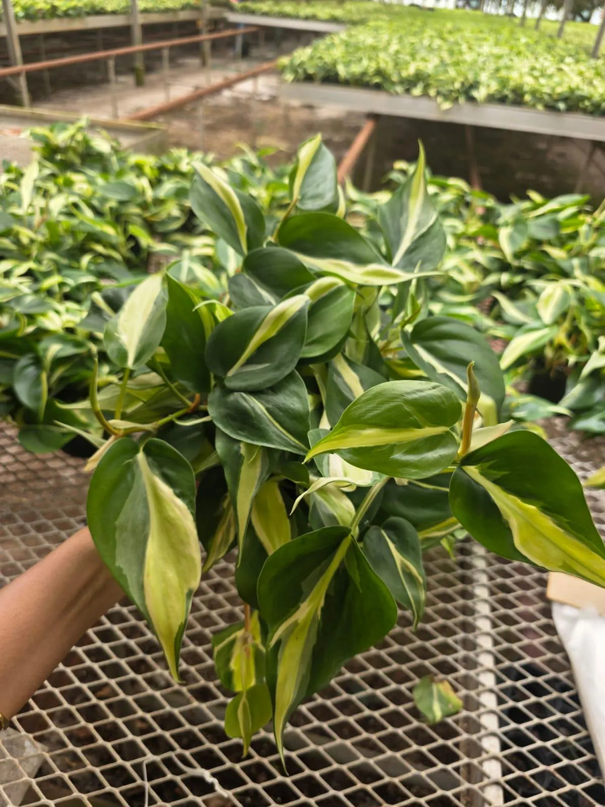 Silver Stripe Philodendron Plant in 5” Hanging Basket - Variegated Heartleaf Philodendron - Trailing Indoor Vine - Easy Care Live Houseplant