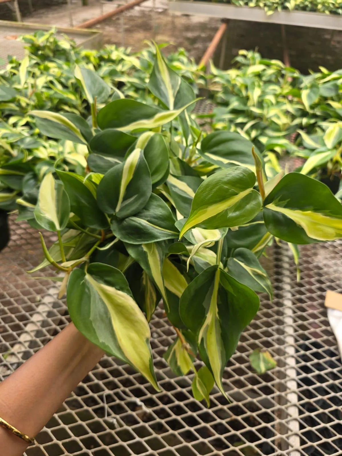 Silver Stripe Philodendron Plant in 5” Hanging Basket - Variegated Heartleaf Philodendron - Trailing Indoor Vine - Easy Care Live Houseplant