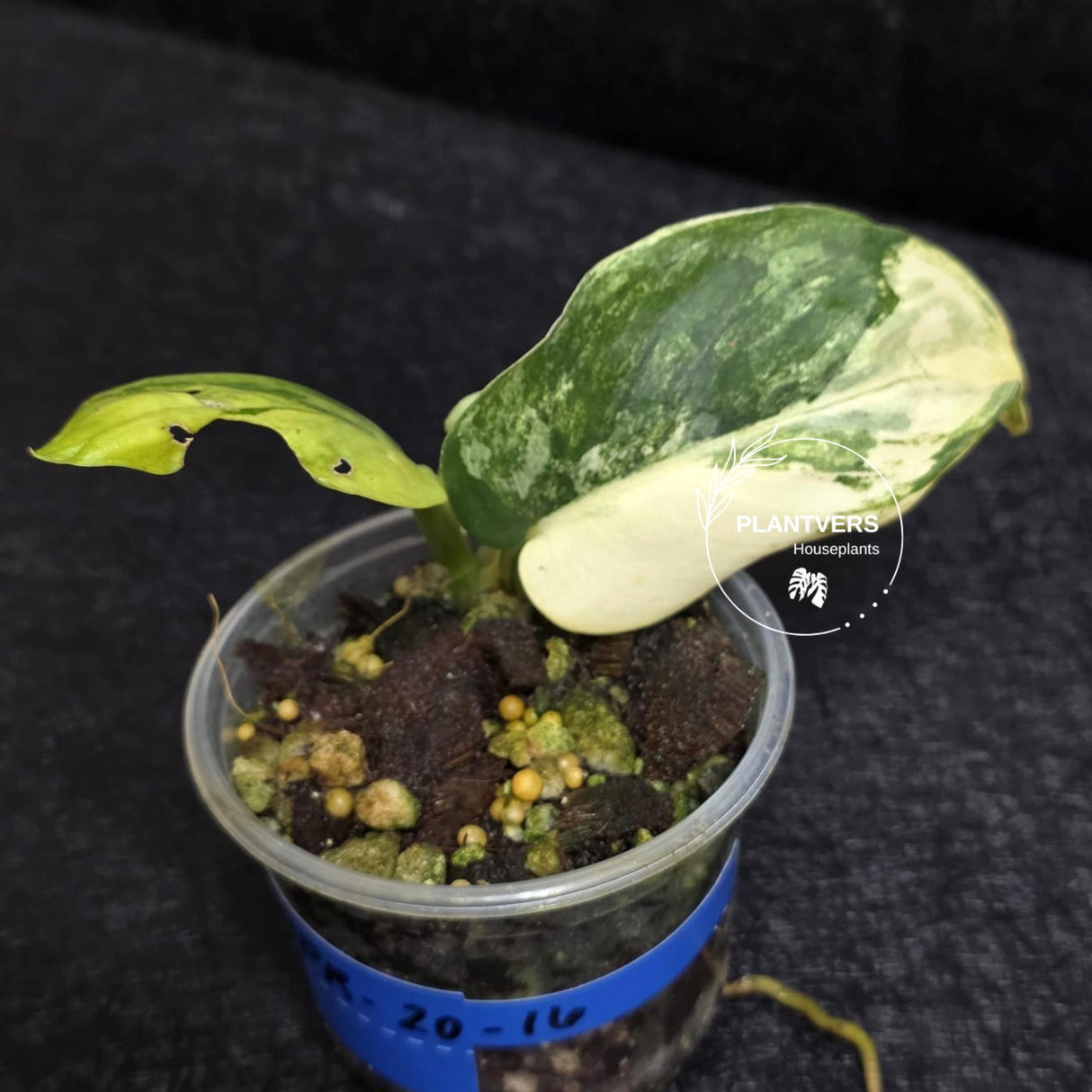 Scindapsus Jade Satin Variegated - Rare Tropical Plant - EXACT Plant - US Seller
