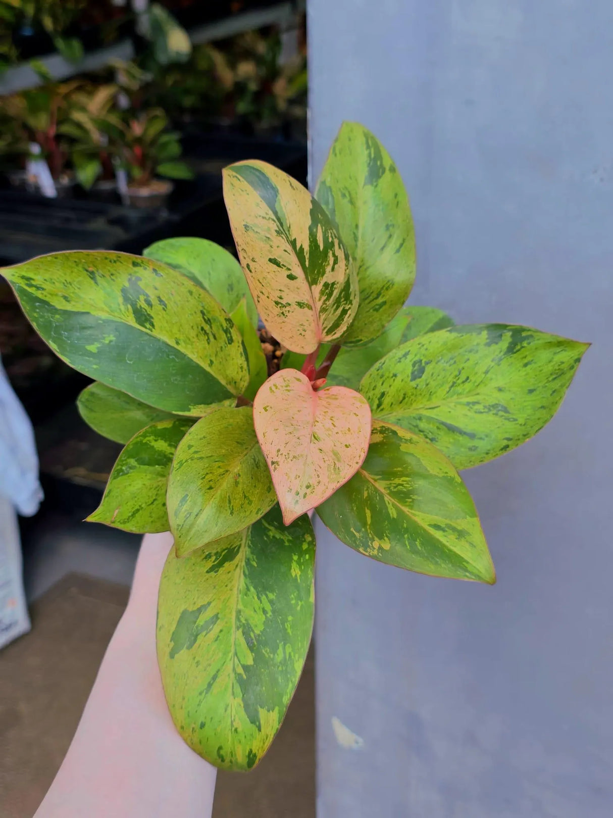 philodendron congo