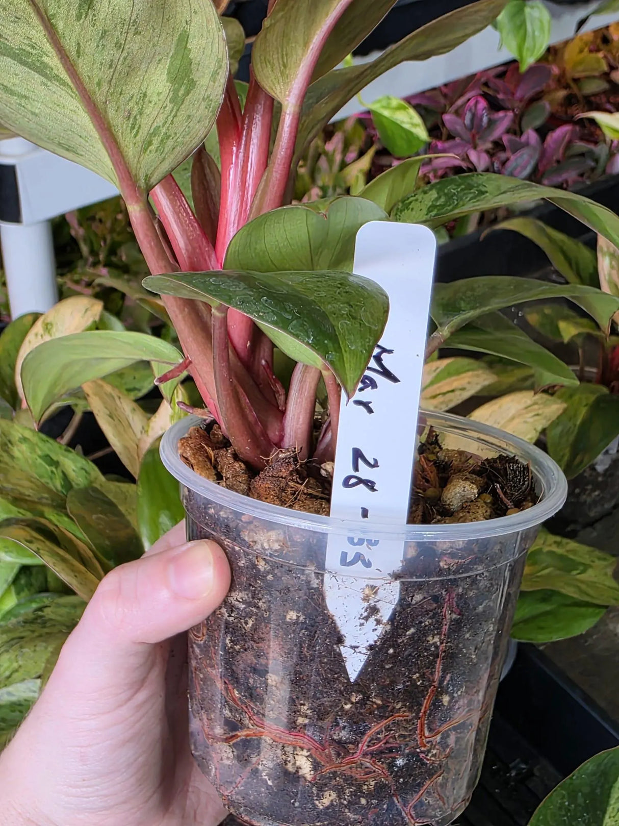 rare houseplant