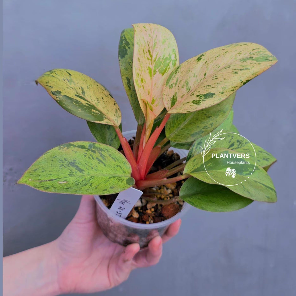 Red Congo
