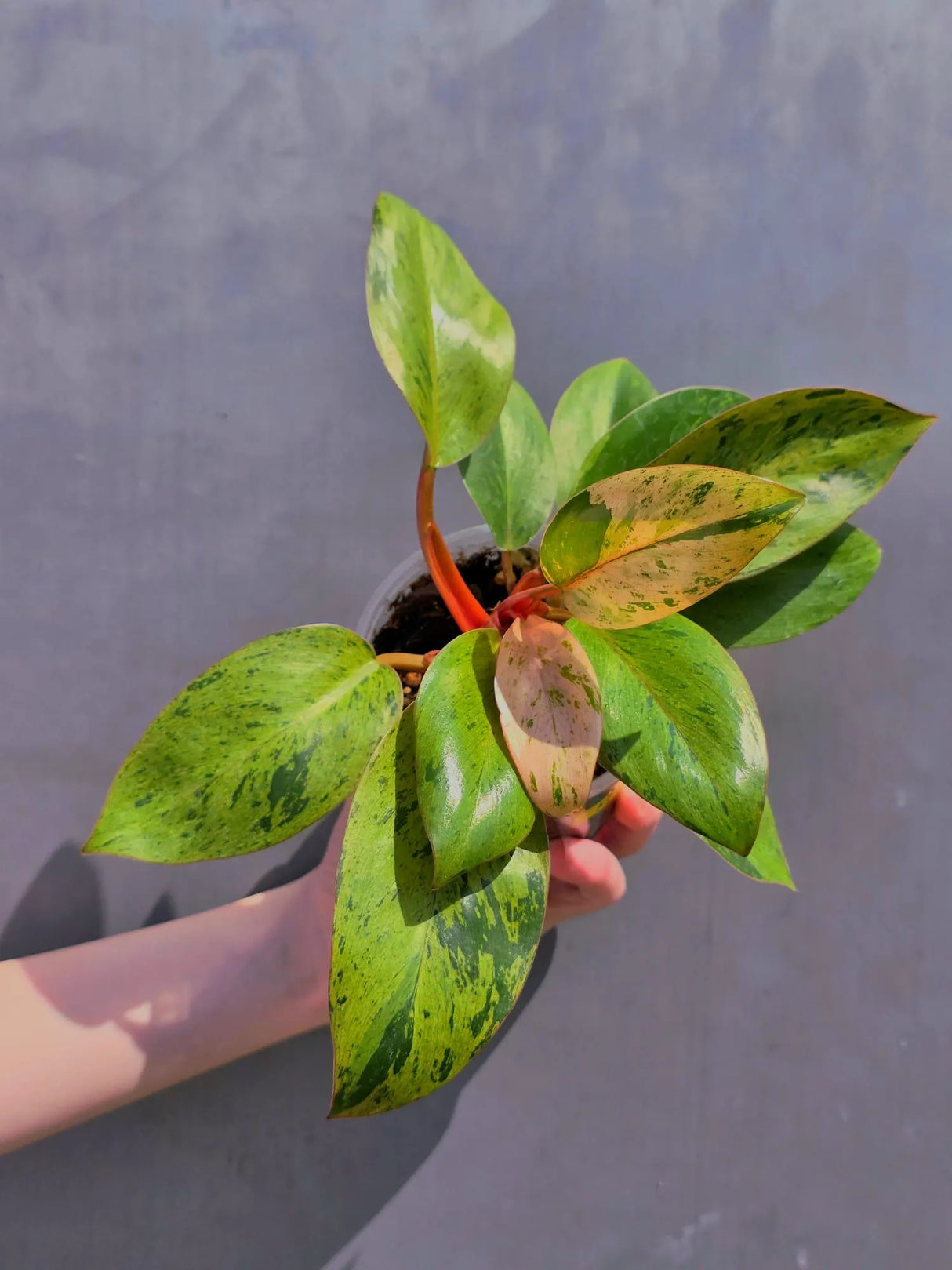 Rare Philodendron