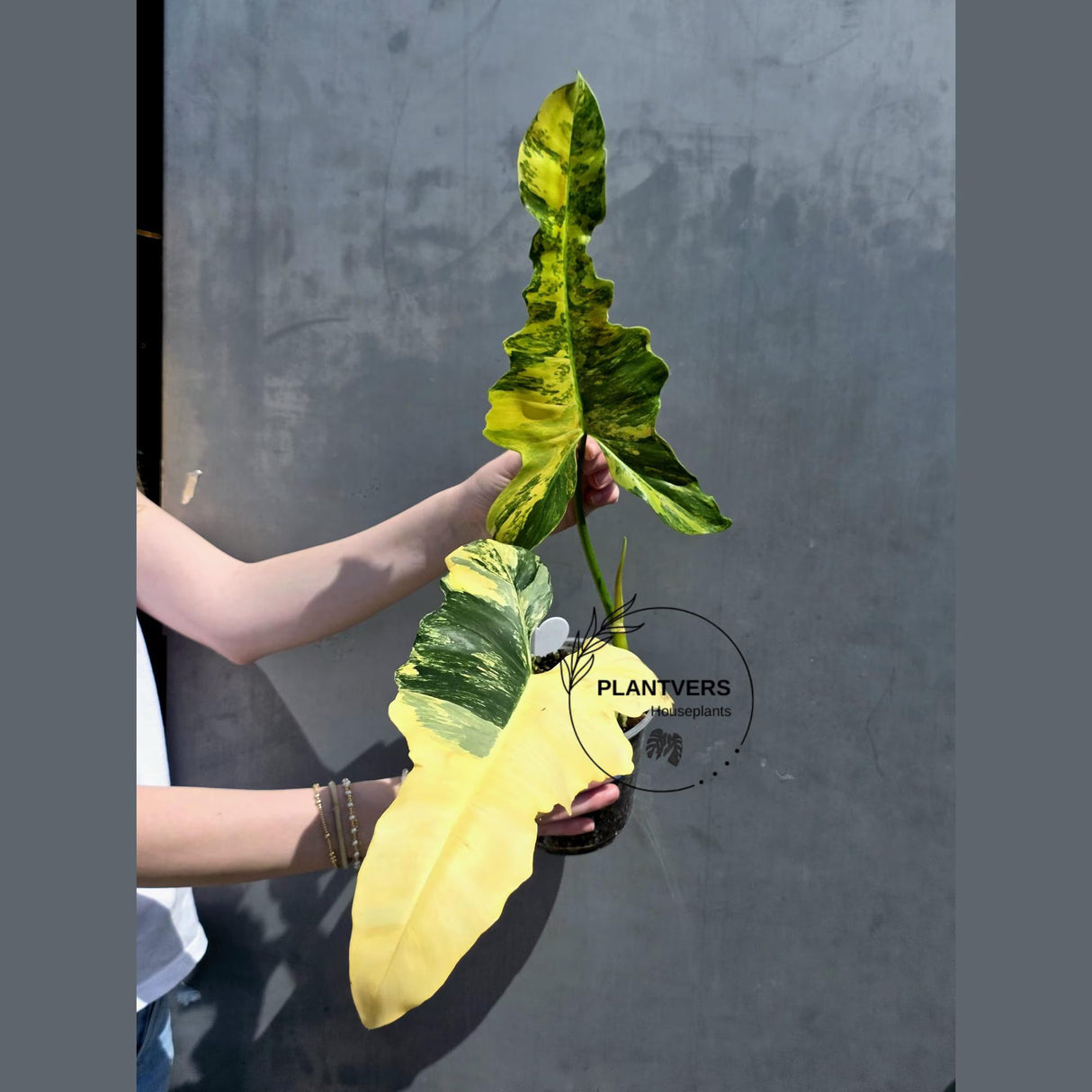 philodendron fiora