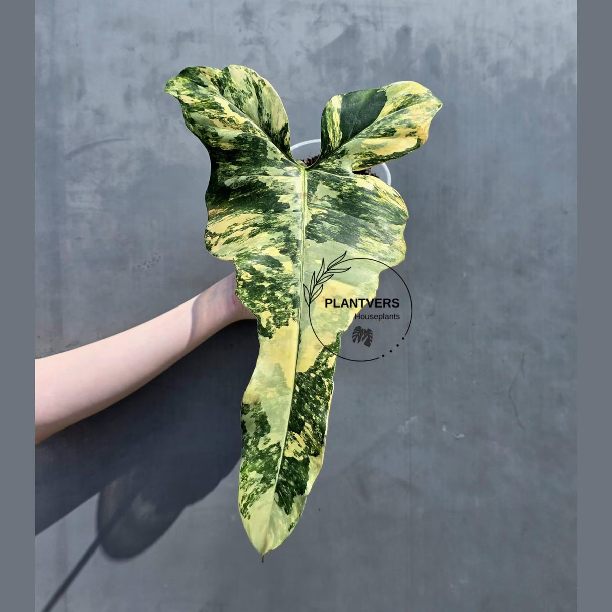 philodendron fiora