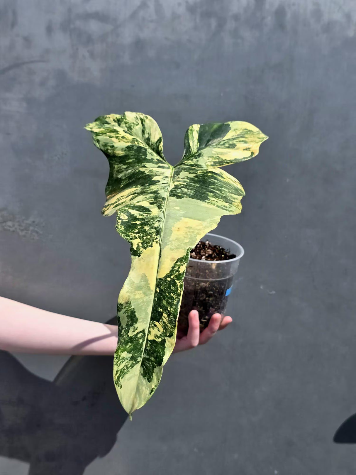 Fiora variegated