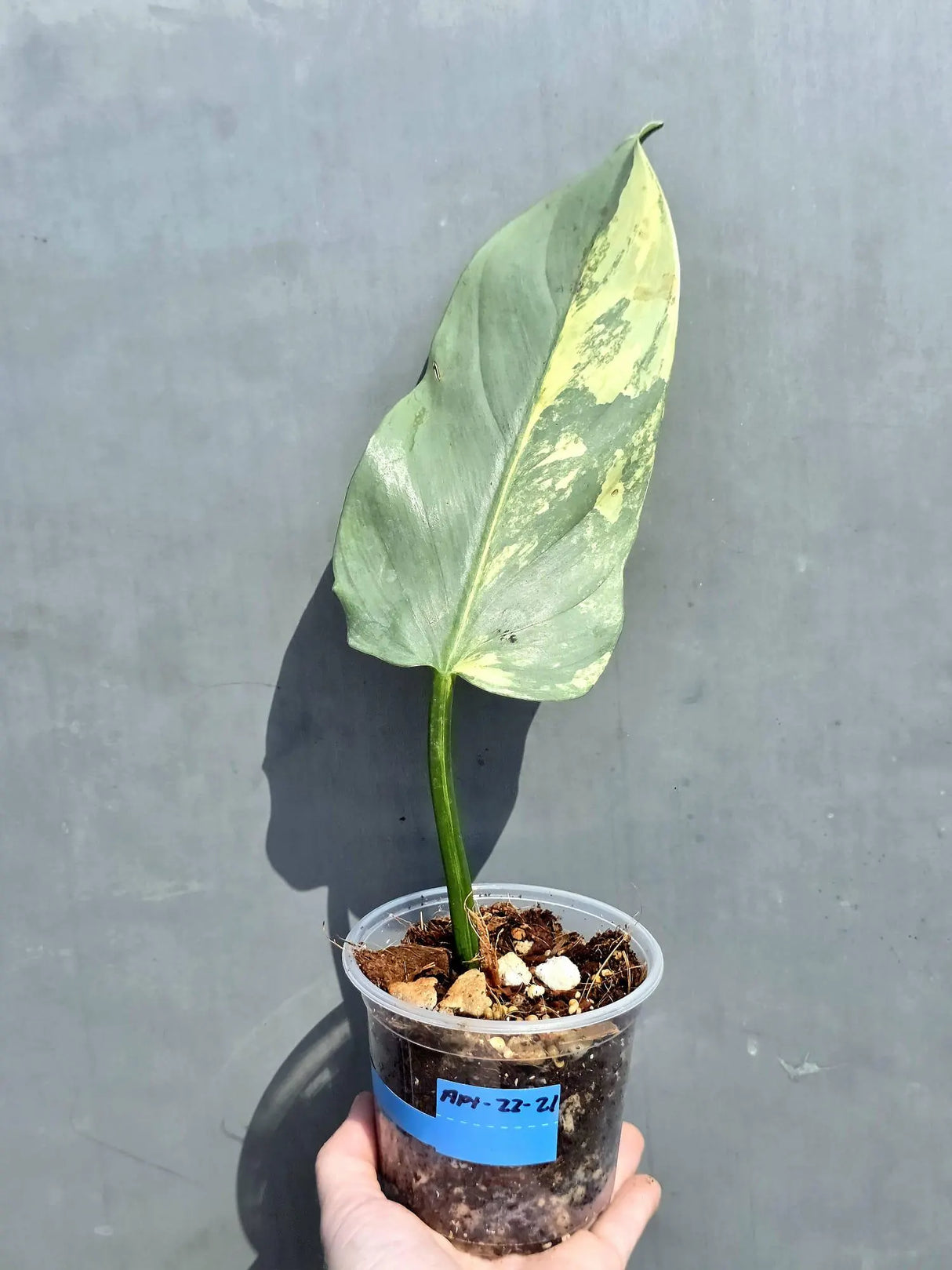 philodendron silver