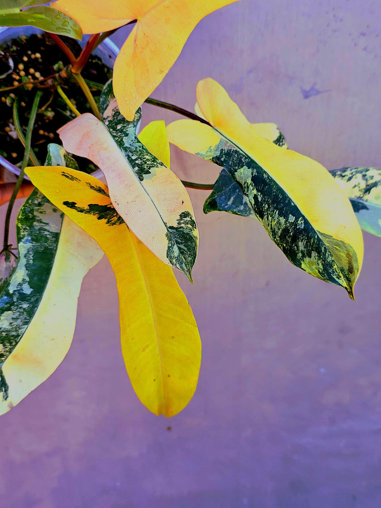 variegated