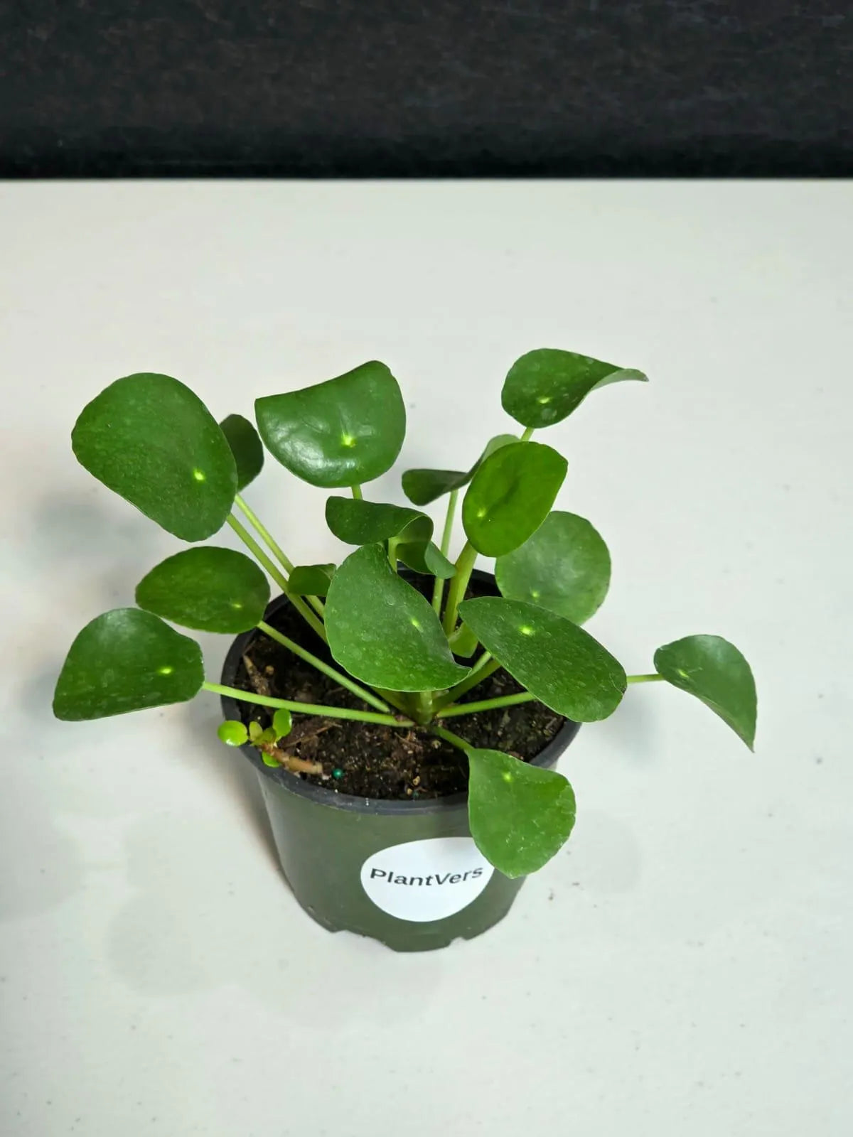 Chinese Money Plant 4” Pot | Pilea Peperomioides | Easy Care Indoor Plant | Money Plant Indoor | Office Houseplant