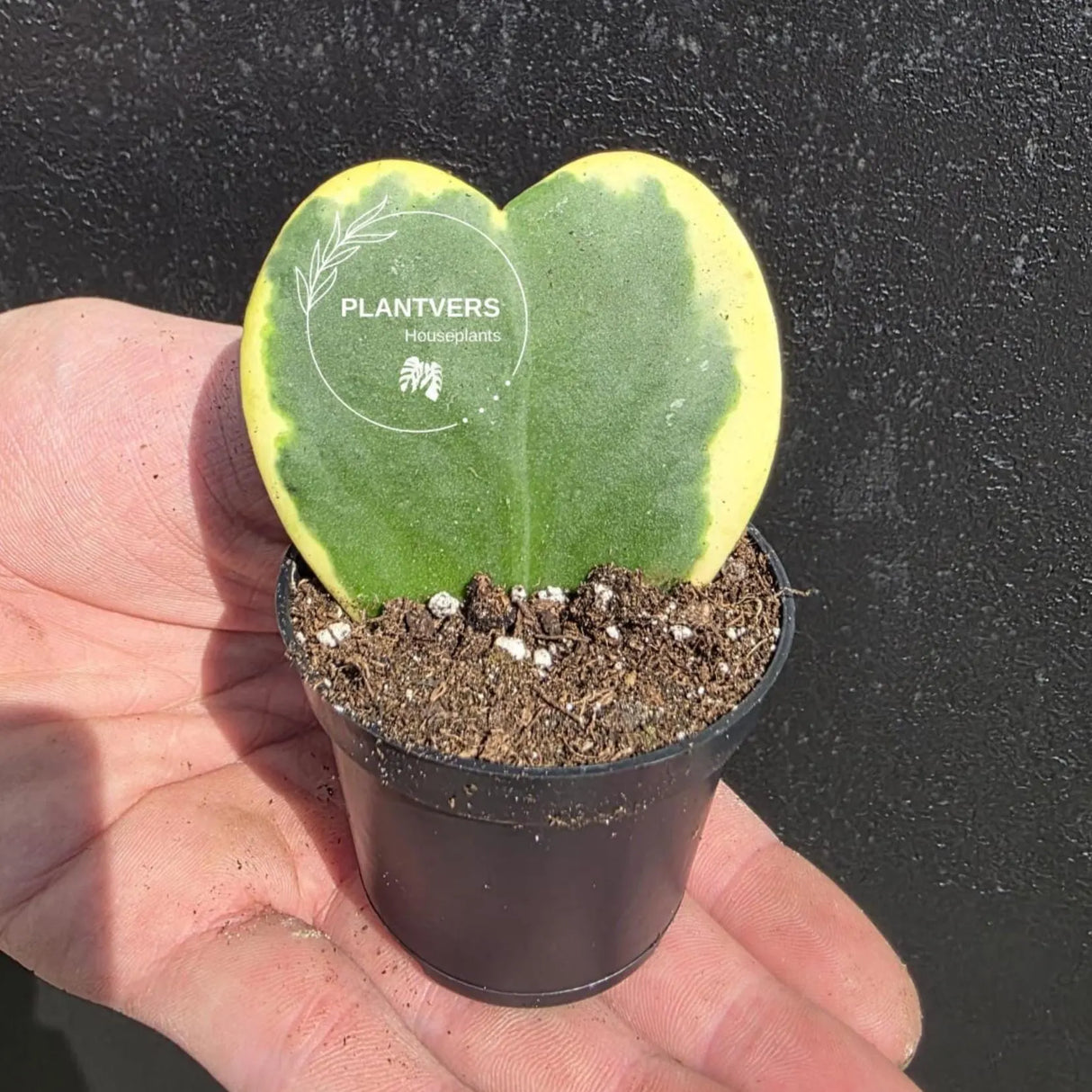 PlantVers hoya heart plant