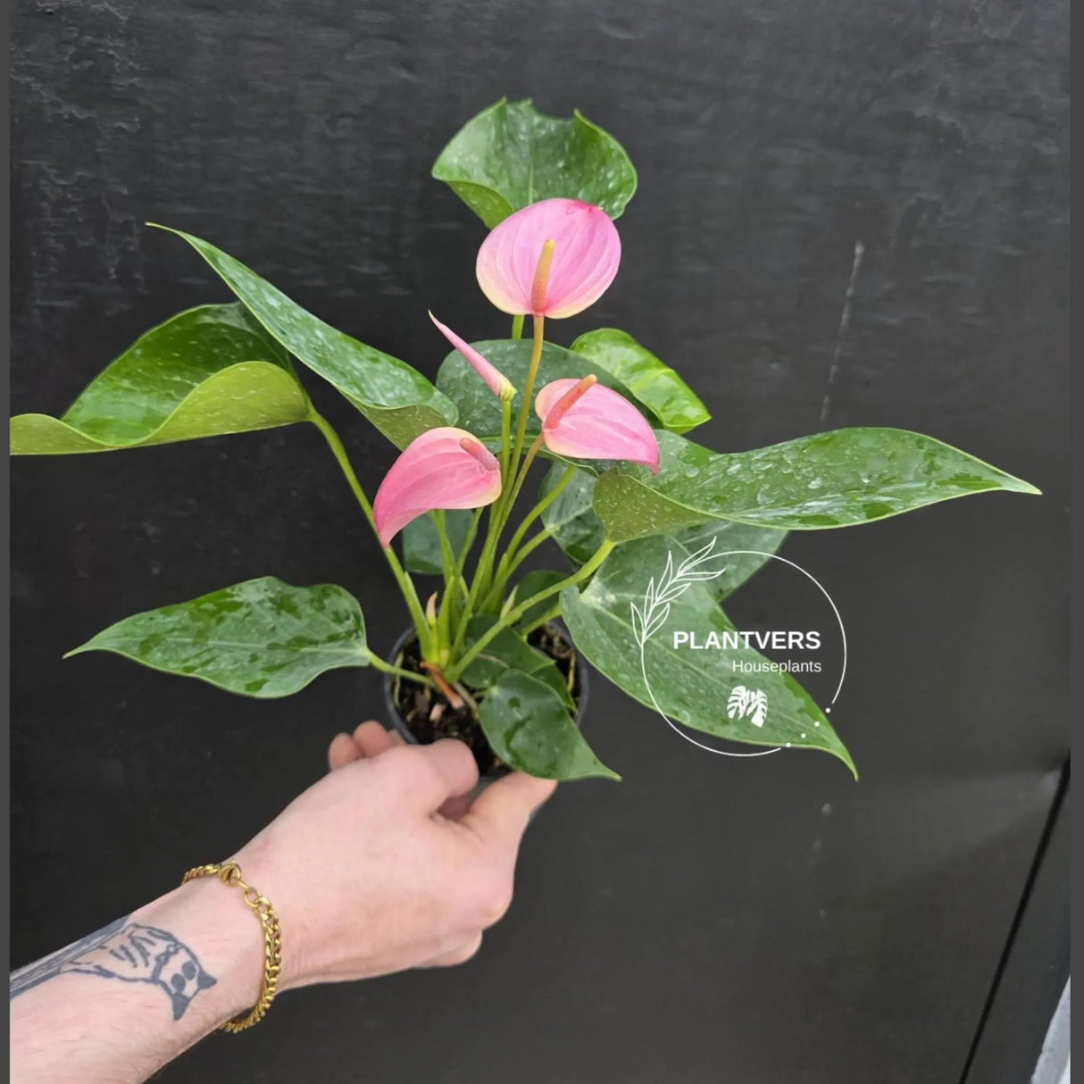 pink anthurium plant
