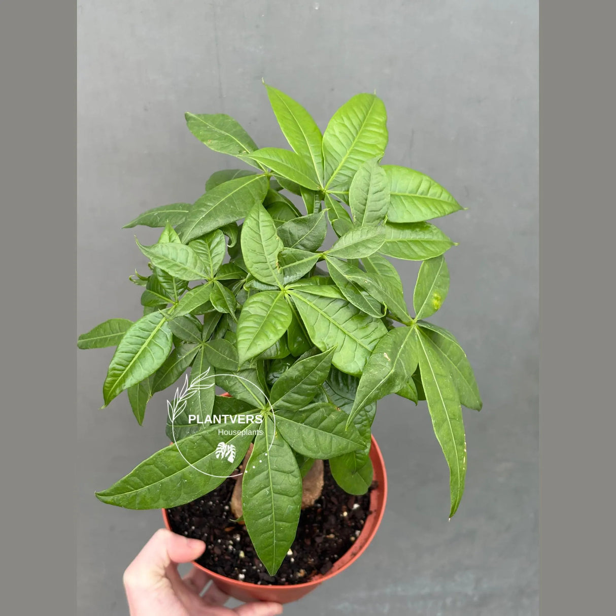 lucky money plant