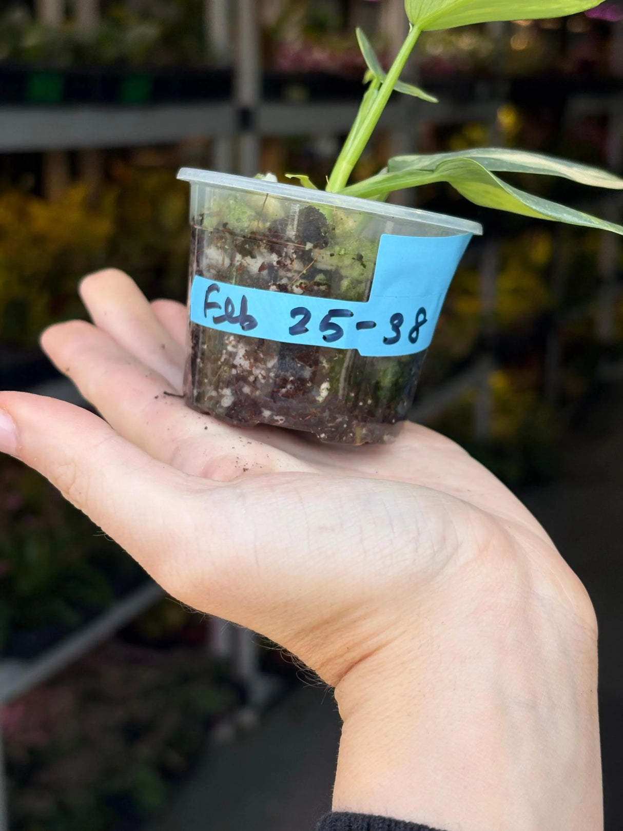 Super Rare Philodendron Silver Sword Variegated Plant - Collectors Plant - Rare Variegated Aroid Live Plant - Exact Same Plant - Us Seller