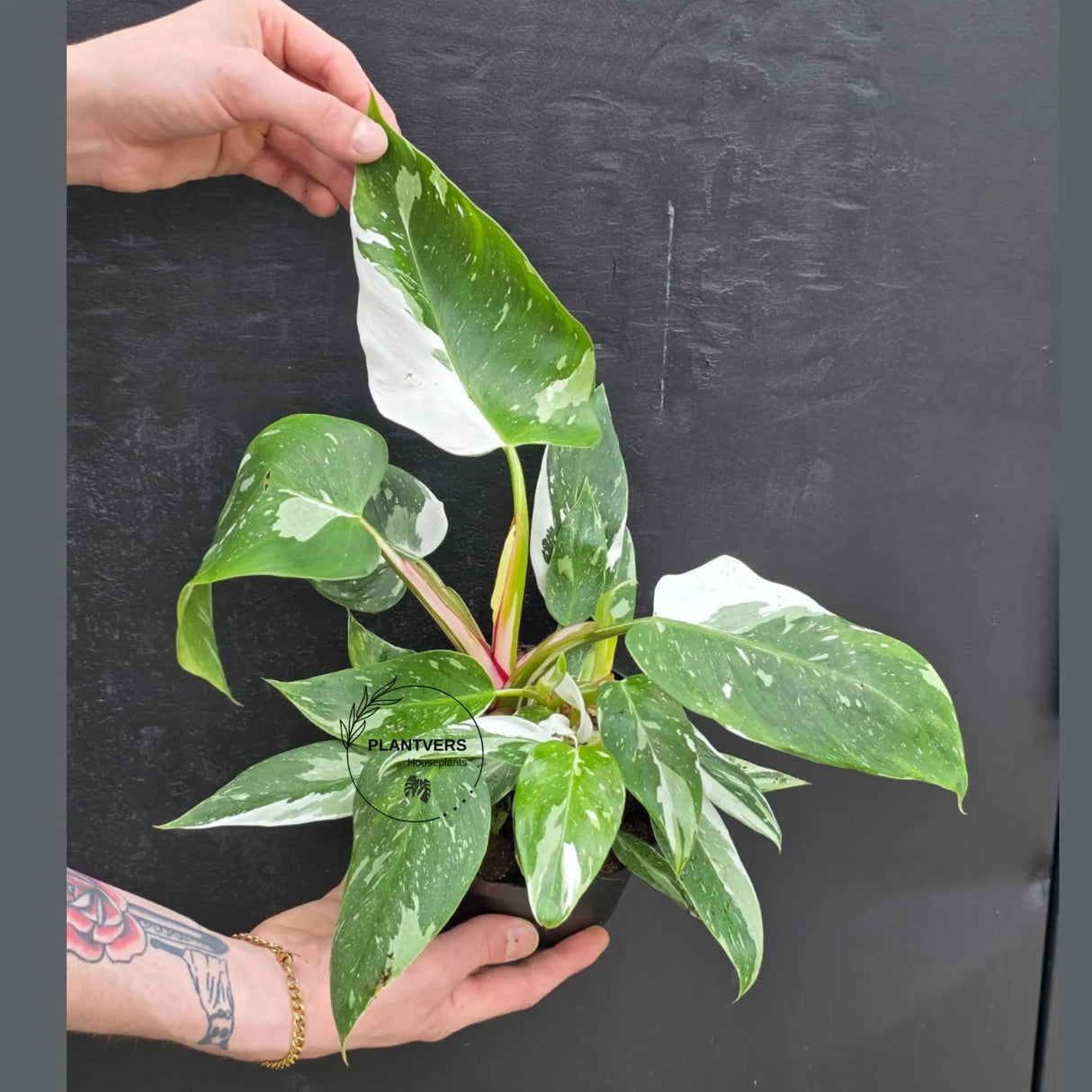 Philodendron White Wizard in a 6" Nursery Pot - White Variegated Philodendron Plant - Rare Indoor Houseplant - Fast Growing Plants