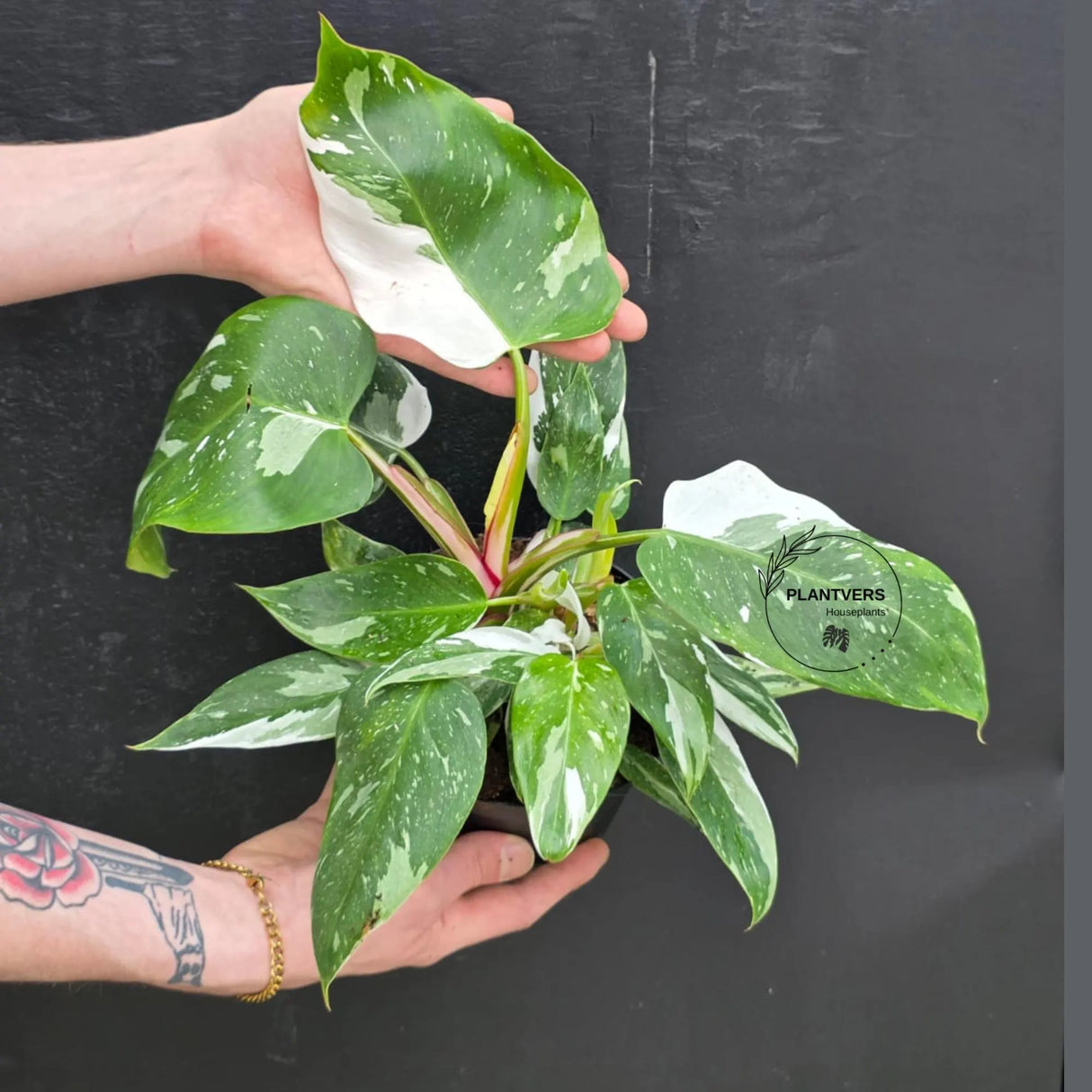 Philodendron White Wizard in a 6" Nursery Pot - White Variegated Philodendron Plant - Rare Indoor Houseplant - Fast Growing Plants