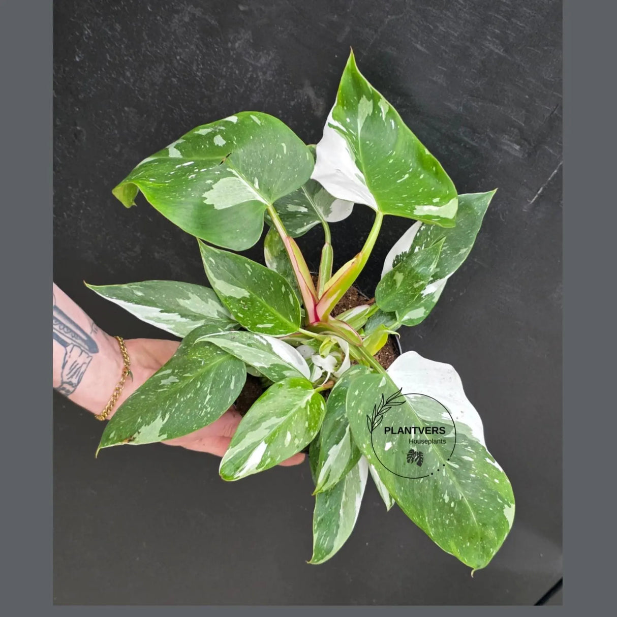 Philodendron White Wizard in a 6" Nursery Pot - White Variegated Philodendron Plant - Rare Indoor Houseplant - Fast Growing Plants