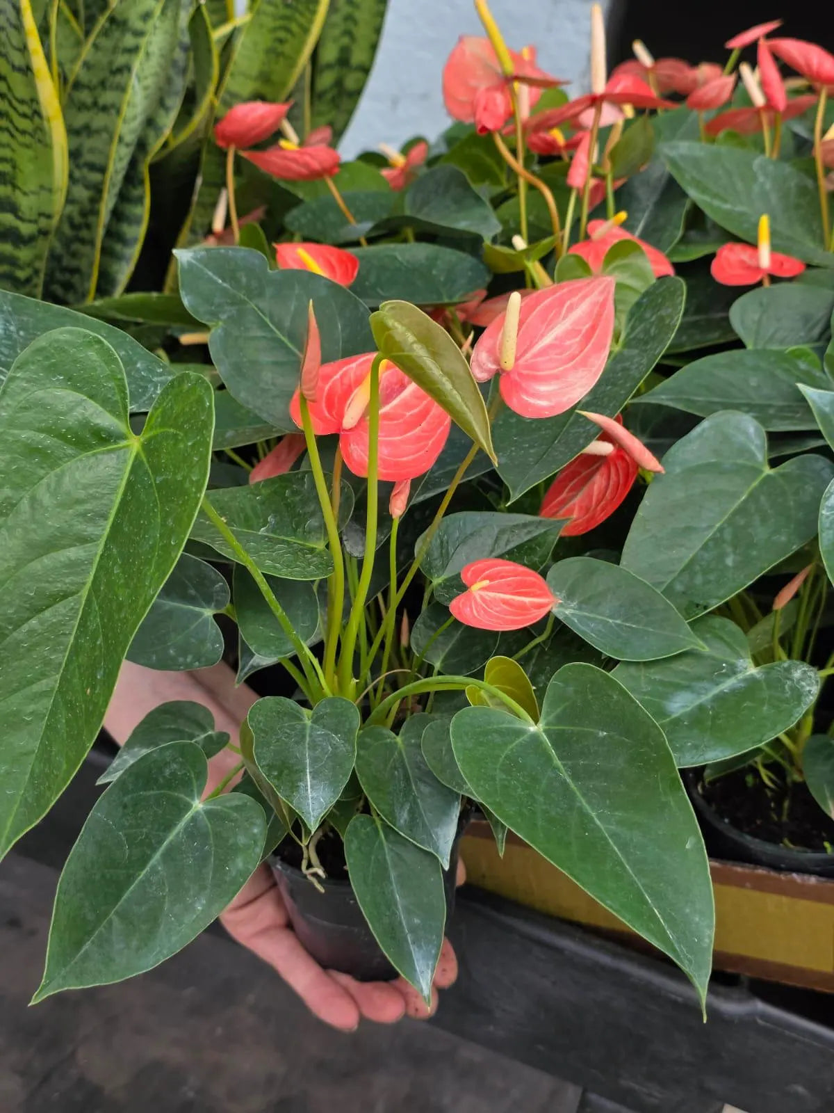 Anthurium Livium Plant in 4” Nursery Pot - Flowering Indoor Anthurium - Red Heart Plant - Tropical Houseplant - Gift for Her