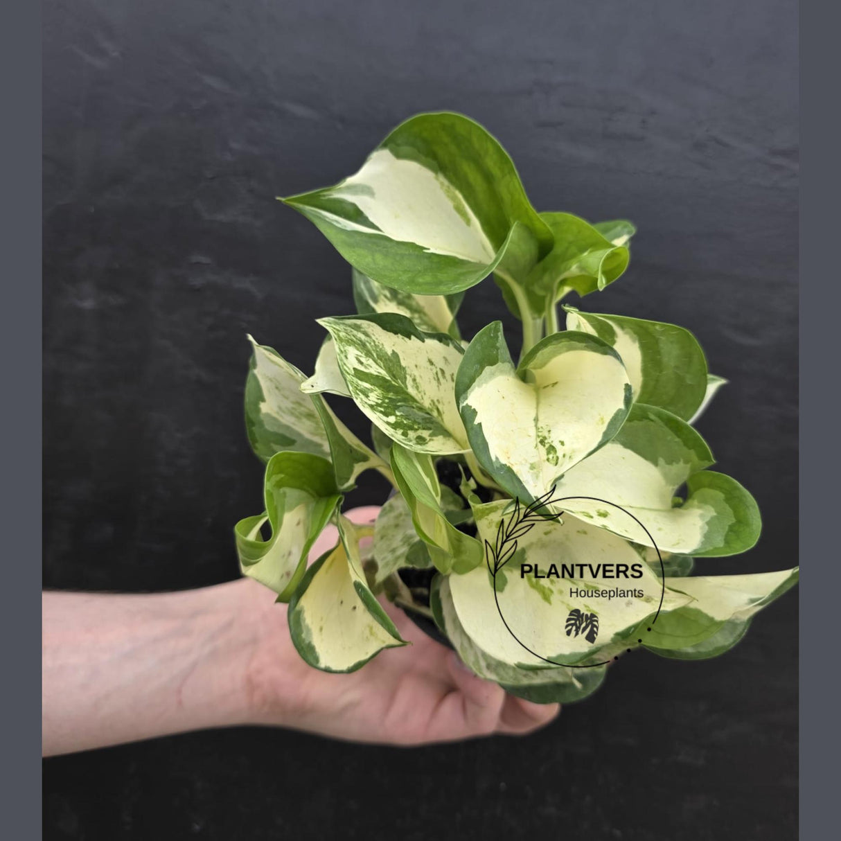 Manjula Pothos (Epipremnum Aureum) Live | Variegated Rare Indoor Trailing Plant | Hanging Pothos 4" Pot