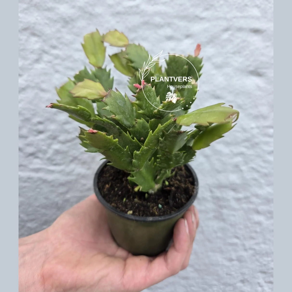 Thanksgiving Cactus in 4" Pot – Live Blooming Cactus | Indoor Flowering Succulent | Easy Care Plant | Gifts for Mom