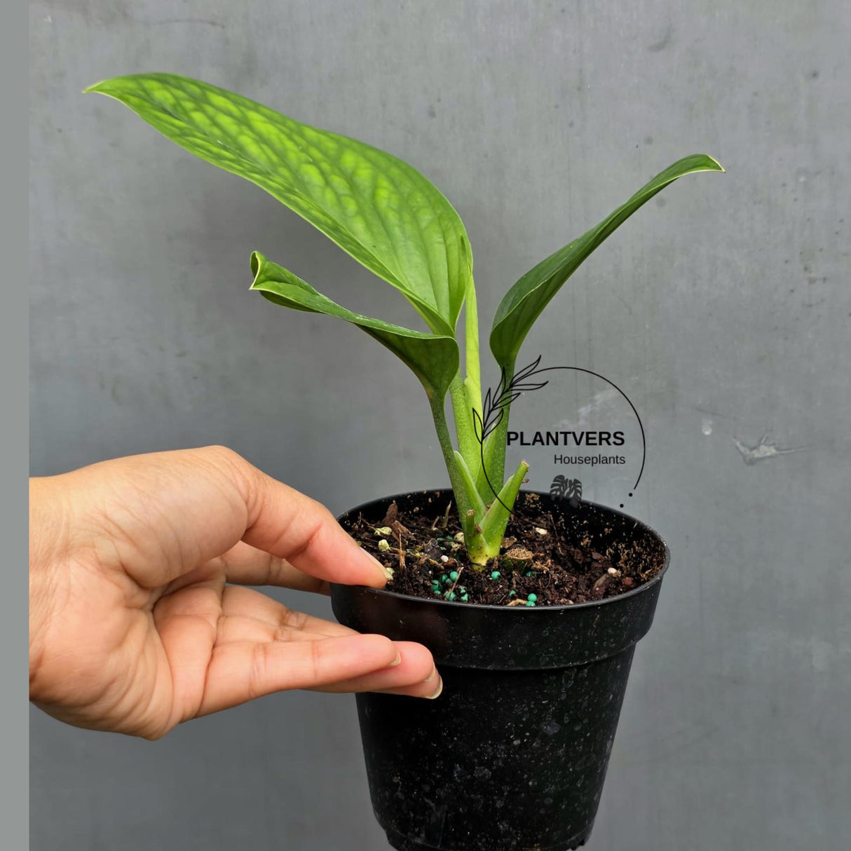 Monstera Peru in 4” Nursery Pot - Monstera Karstenianum Rare Find - Textured Indoor Tropical Plant - Aroid Collector Houseplant Gift