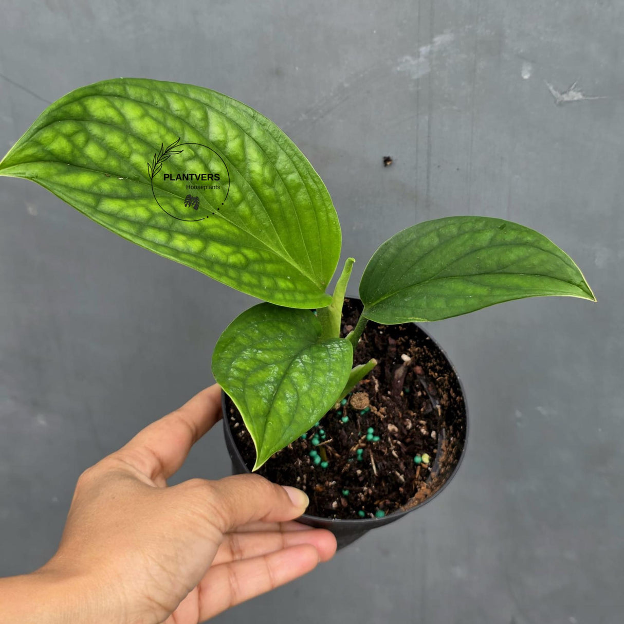 Monstera Peru in 4” Nursery Pot - Monstera Karstenianum Rare Find - Textured Indoor Tropical Plant - Aroid Collector Houseplant Gift