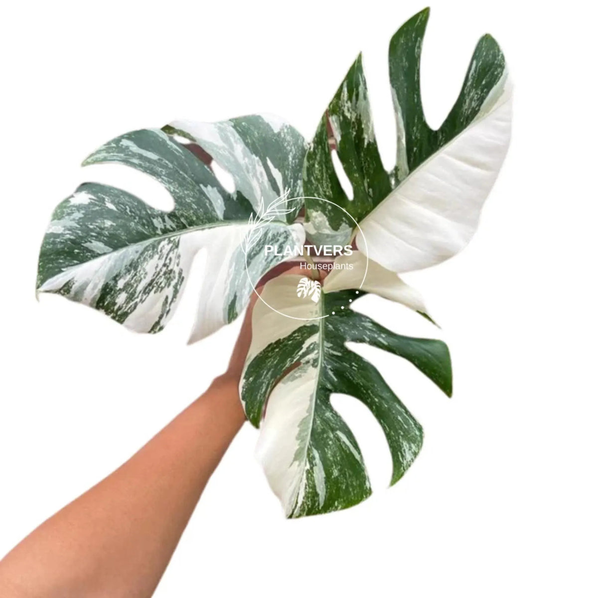 Rare Variegated Monstera Albo Borsigiana Live Plant - Collector Grade - Exact Cut Or Plant