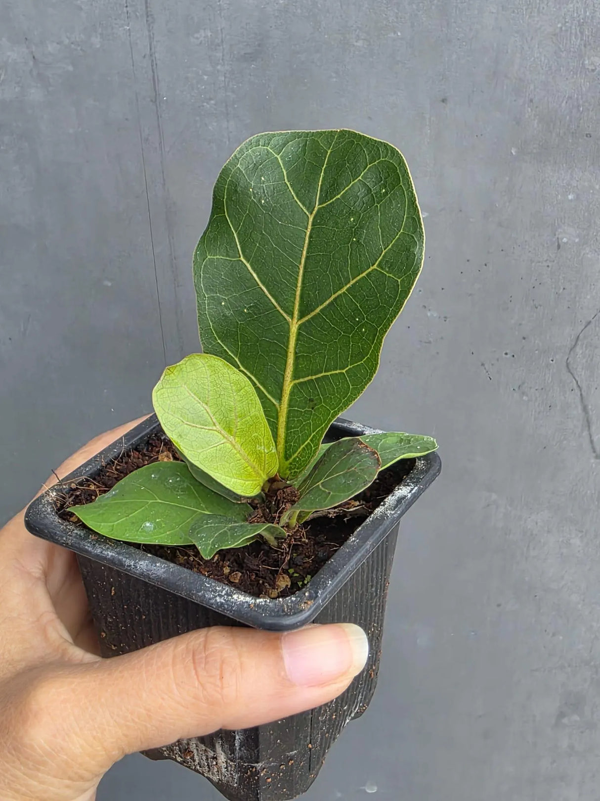 Fiddle Leaf Fig in 3” Nursery Pot - Ficus Lyrata Plant - Indoor Houseplant - Easy Care Tropical Plant - Live Plant Gift