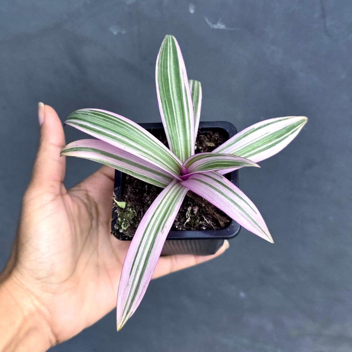 Rhoeo Tricolor Plant in a 2" Nursery Pot - Moses in The Cradle - Tradescantia Spathacea - Live Houseplant
