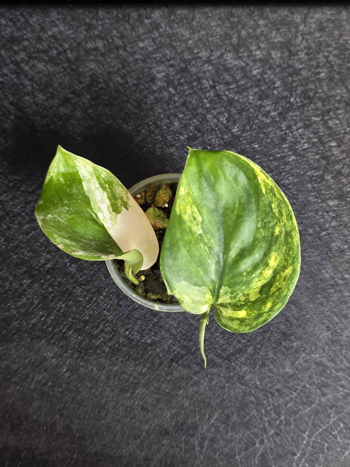 Scindapsus Jade Satin Variegated - Rare Tropical Plant - EXACT Plant - US Seller