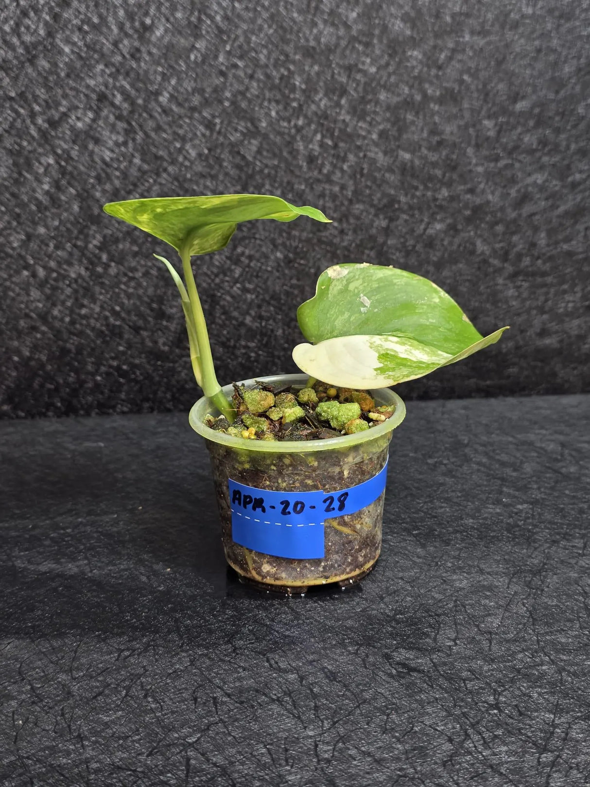 Scindapsus Jade Satin Variegated - Rare Tropical Plant - EXACT Plant - US Seller
