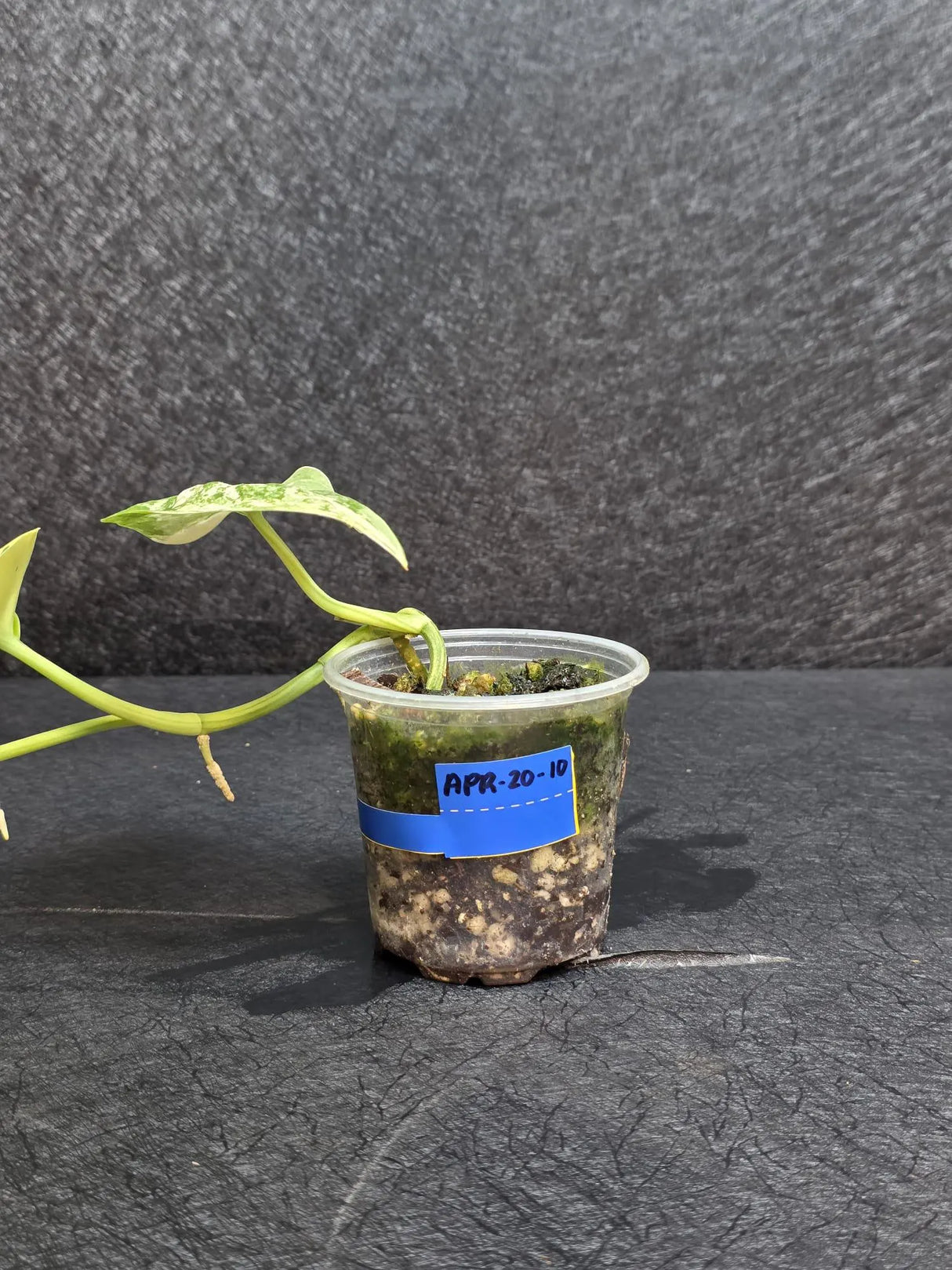 Scindapsus Jade Satin Variegated - Rare Tropical Plant - EXACT Plant - US Seller