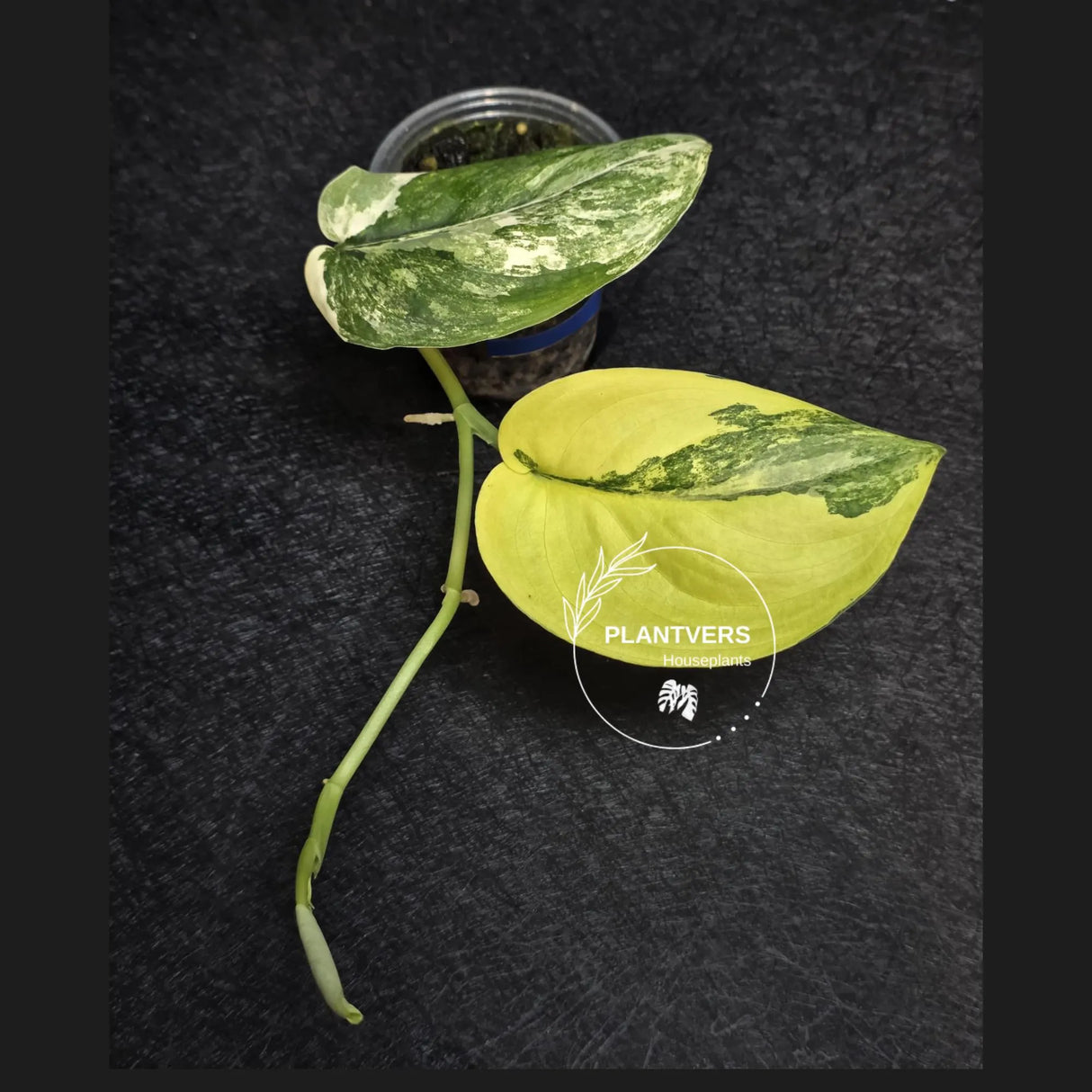 Scindapsus Jade Satin Variegated - Rare Tropical Plant - EXACT Plant - US Seller