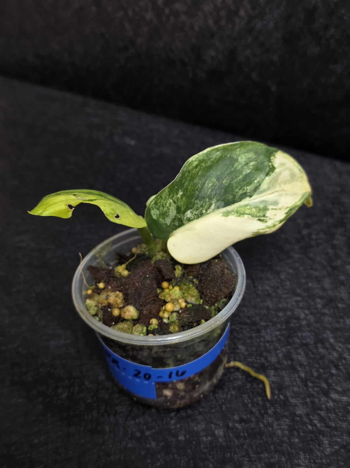 Scindapsus Jade Satin Variegated - Rare Tropical Plant - EXACT Plant - US Seller