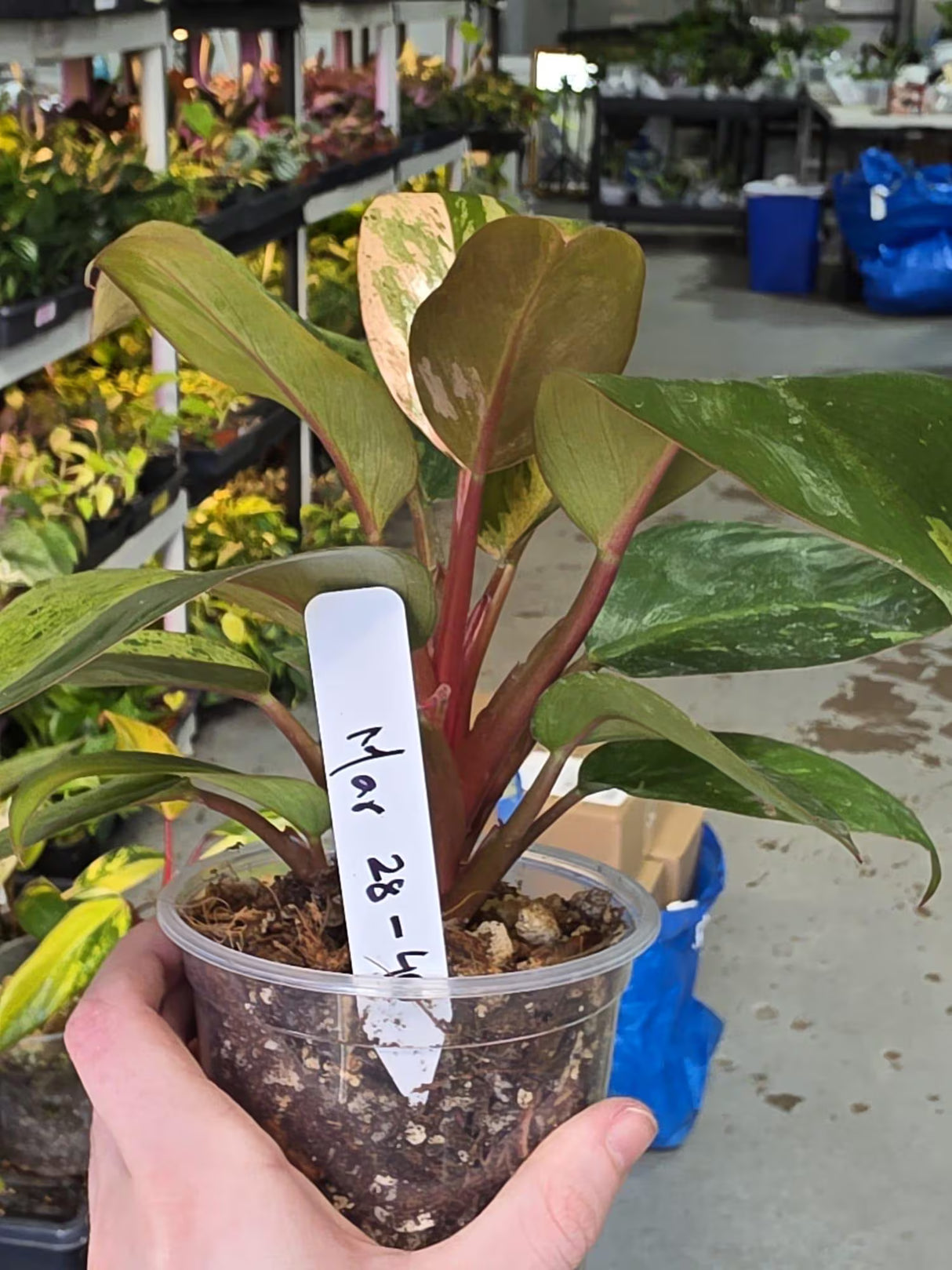 red congo plant