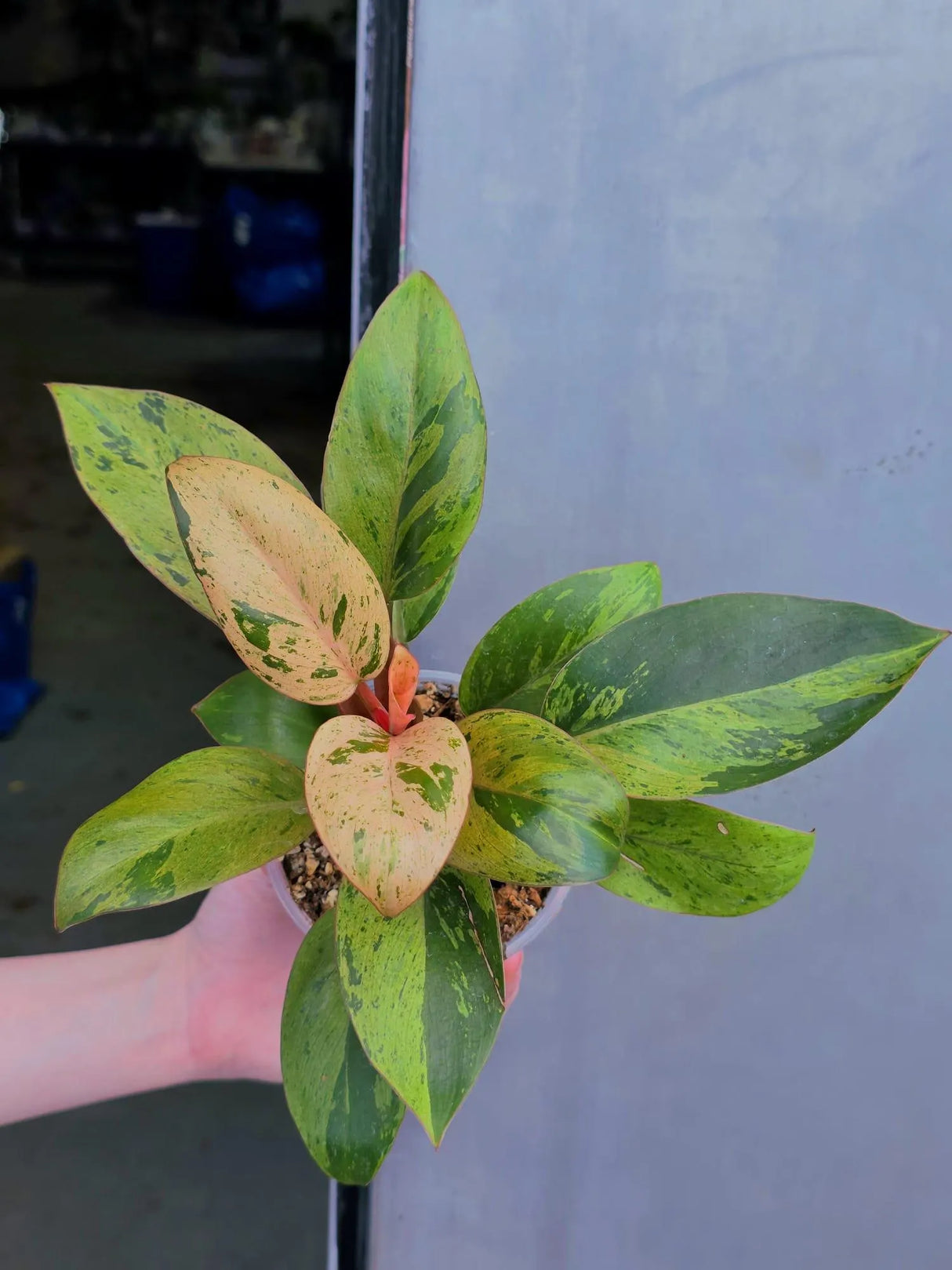 red congo plant