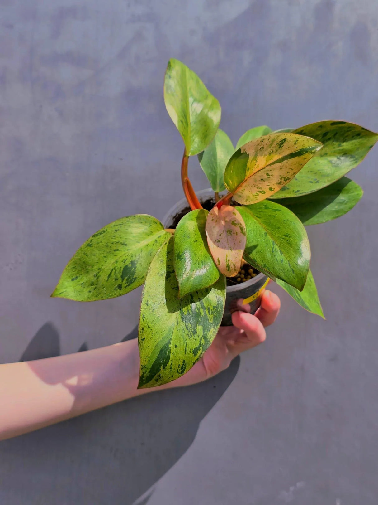 red congo plant