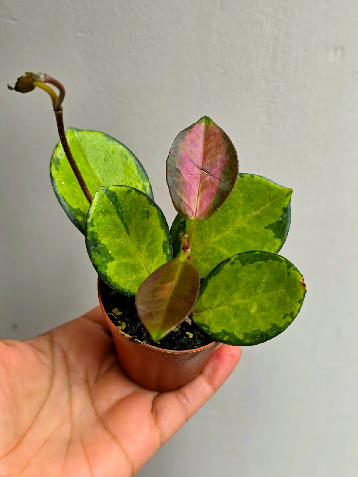 Hoya Australis in 2β Nursery Pot - Wax Plant Indoor Vine - Easy Care Hoya Houseplant - Live Tropical Plant - Plant Lover Gift