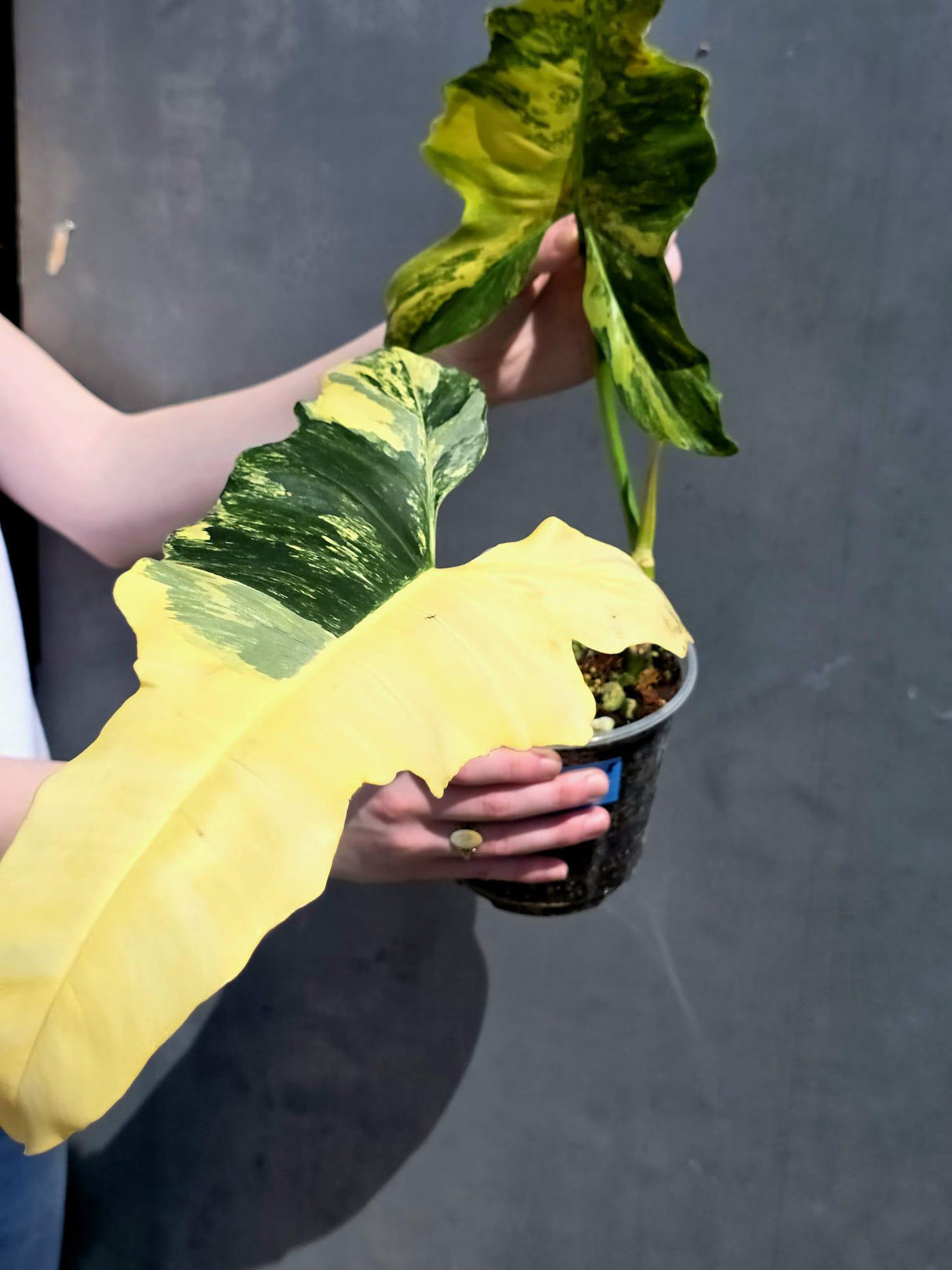 live houseplant