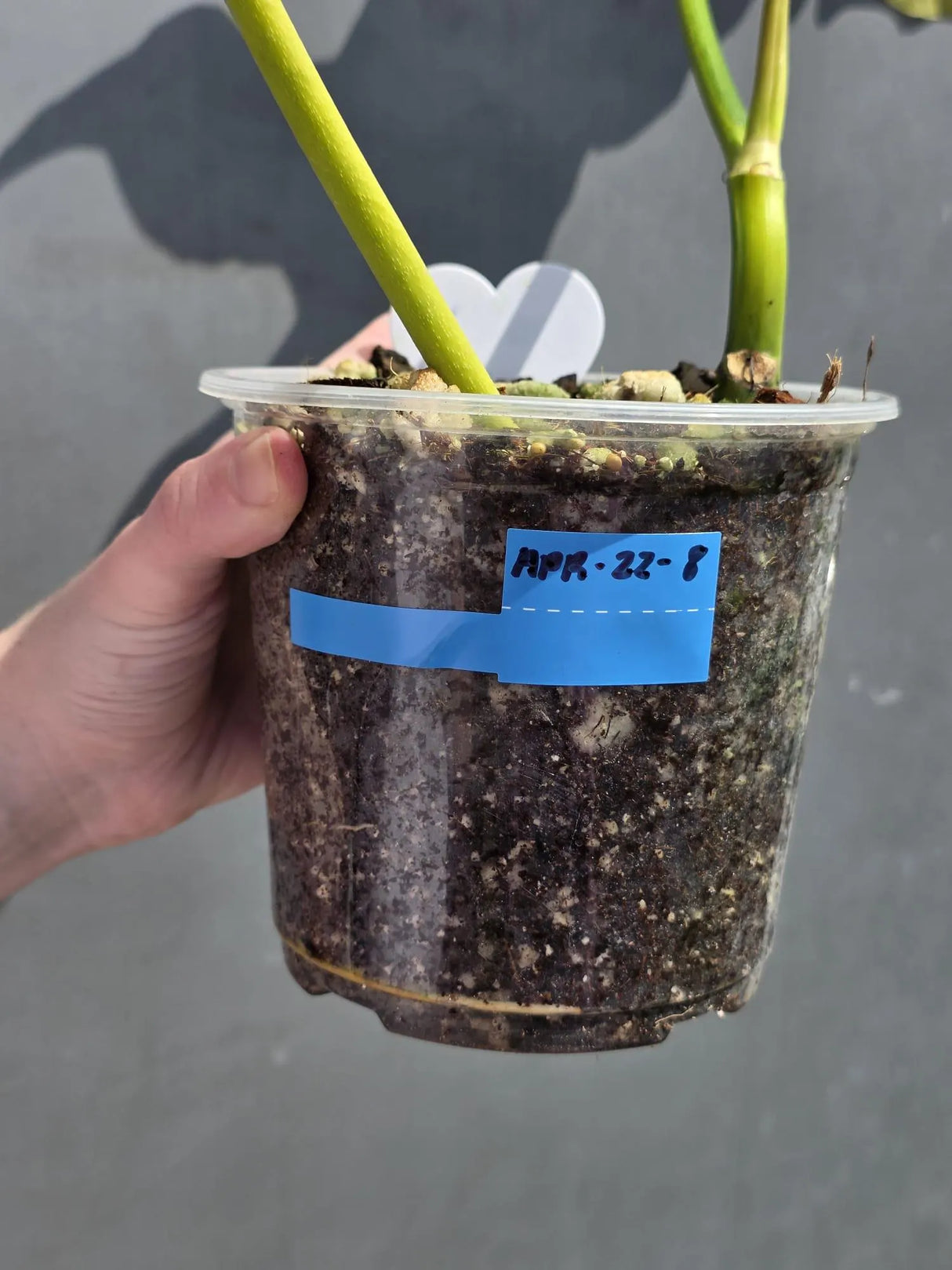 live houseplant