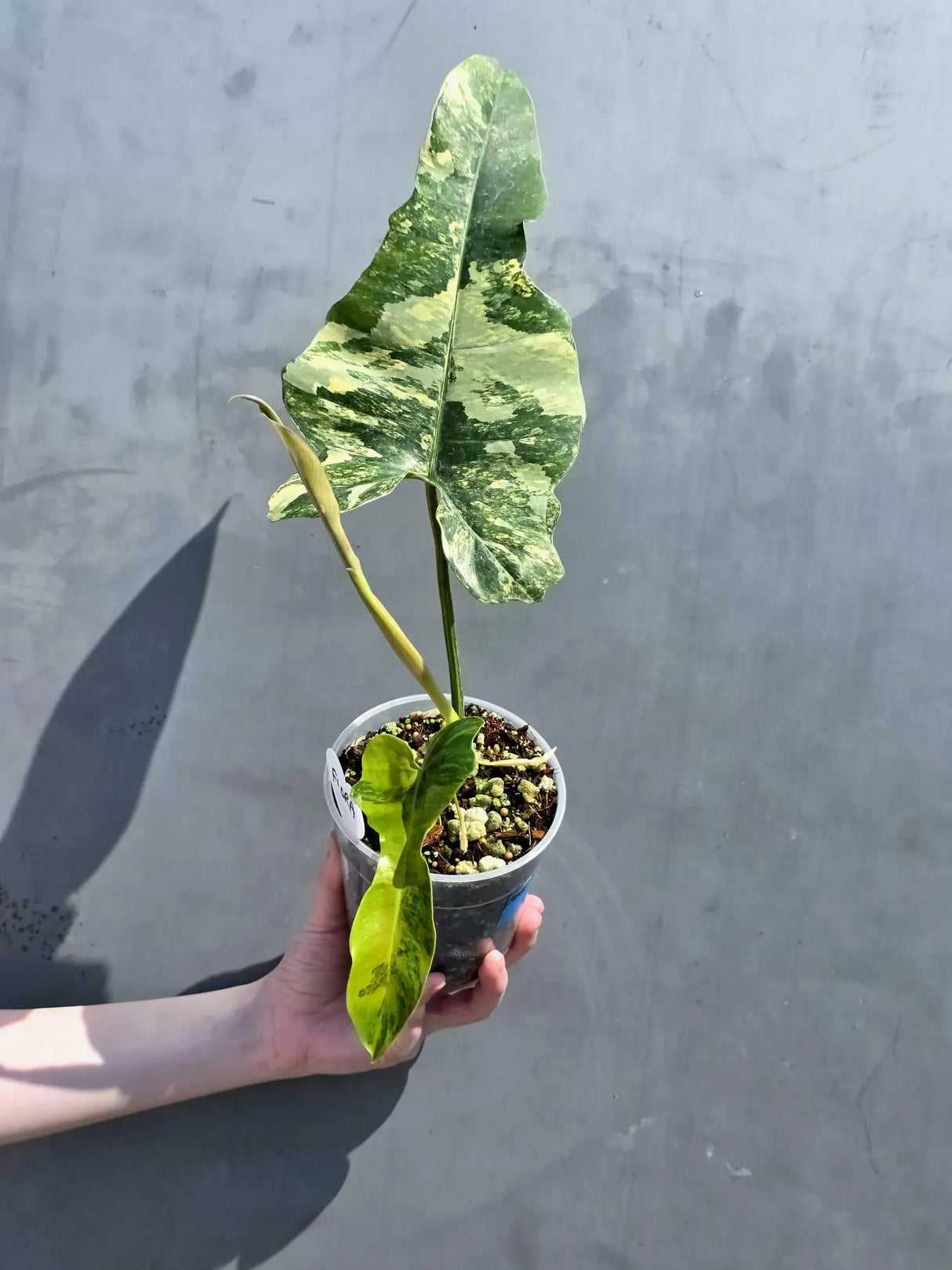 rare philodendron